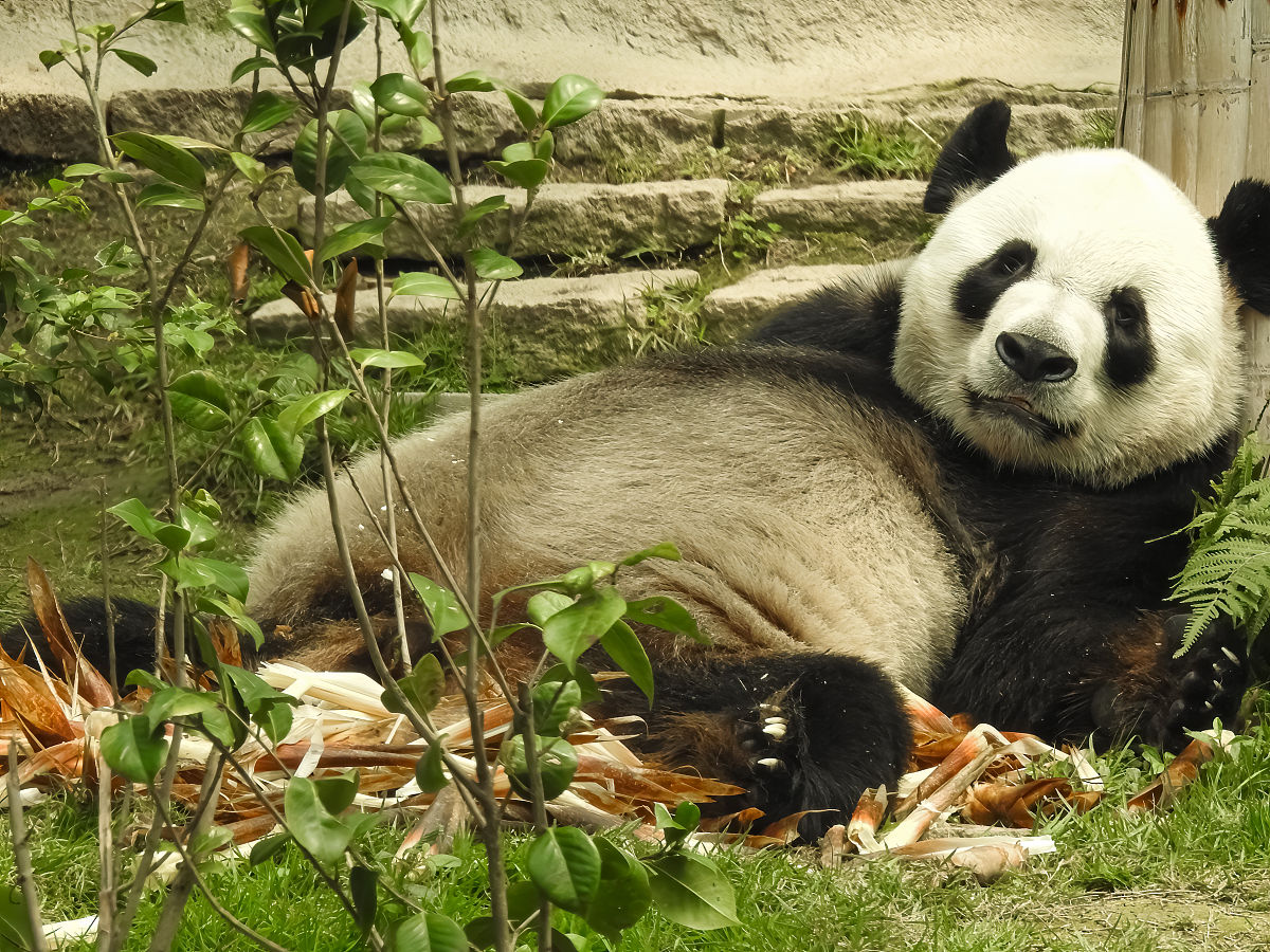 熊猫魅力：为什么大家如此喜爱这种珍稀动物？