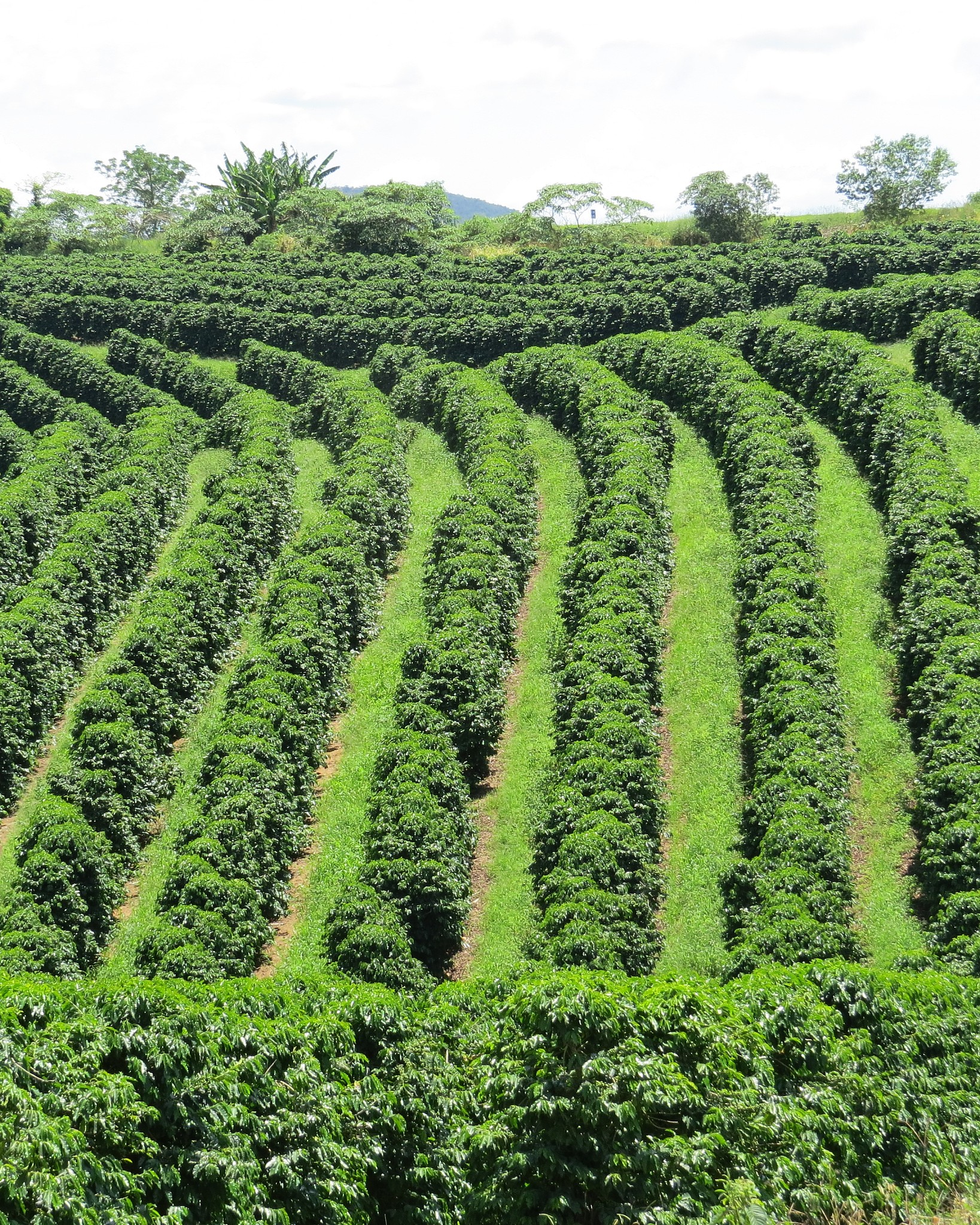 贵州中草药种植专业哪所大学好？推荐院校及专业解析