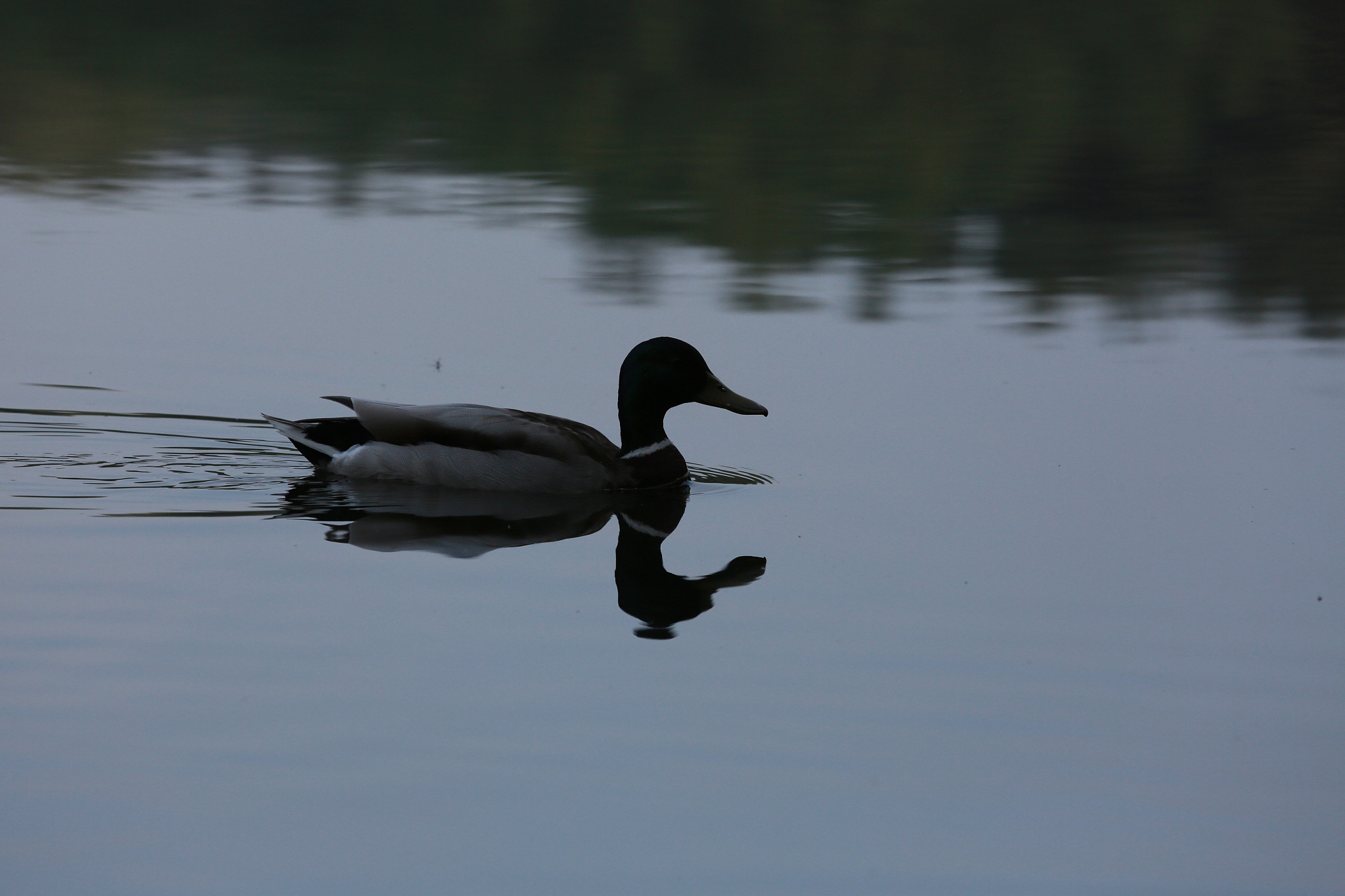 鬼叫声和鸭子叫声：高频声音的秘密