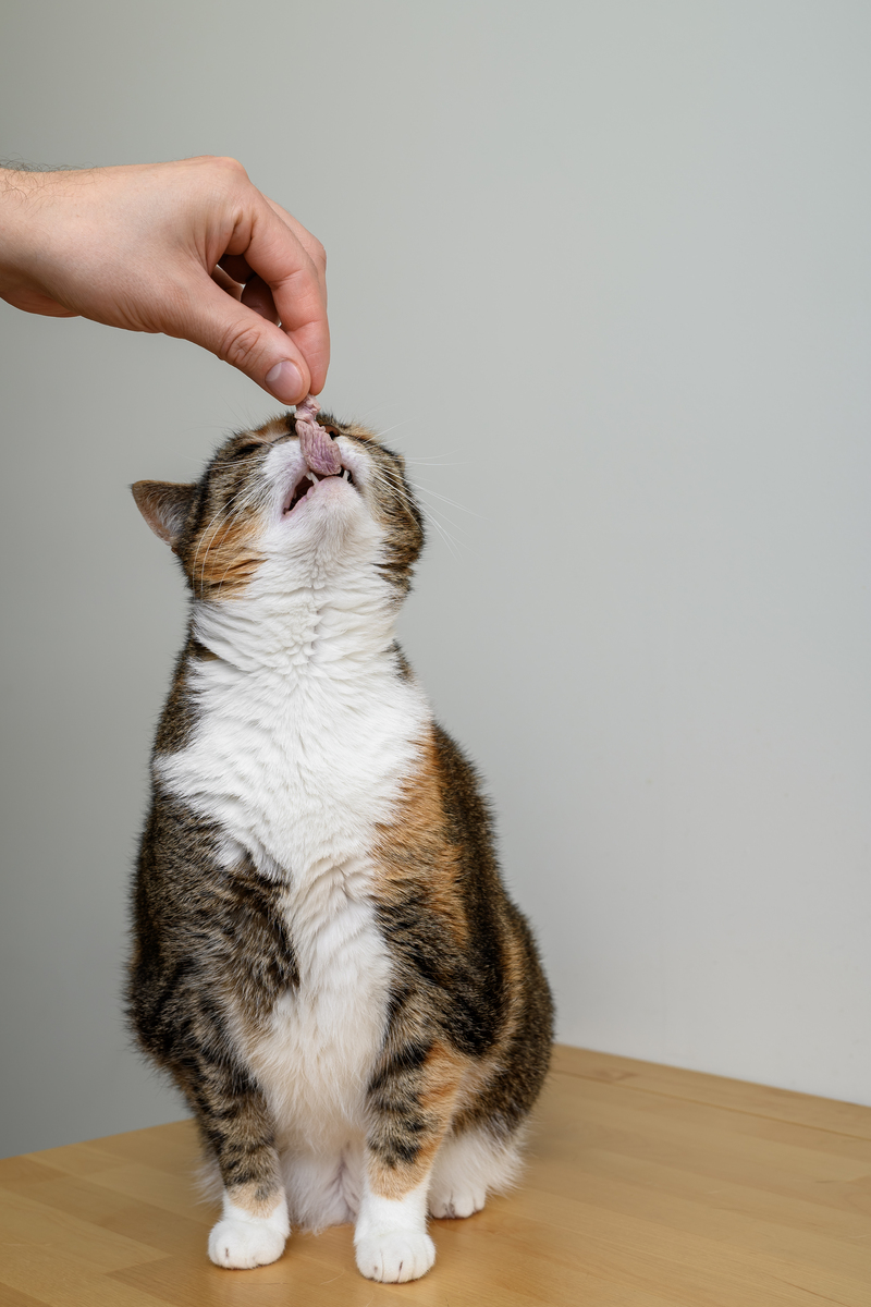 训练你的猫咪：掌握基本指令的秘诀！