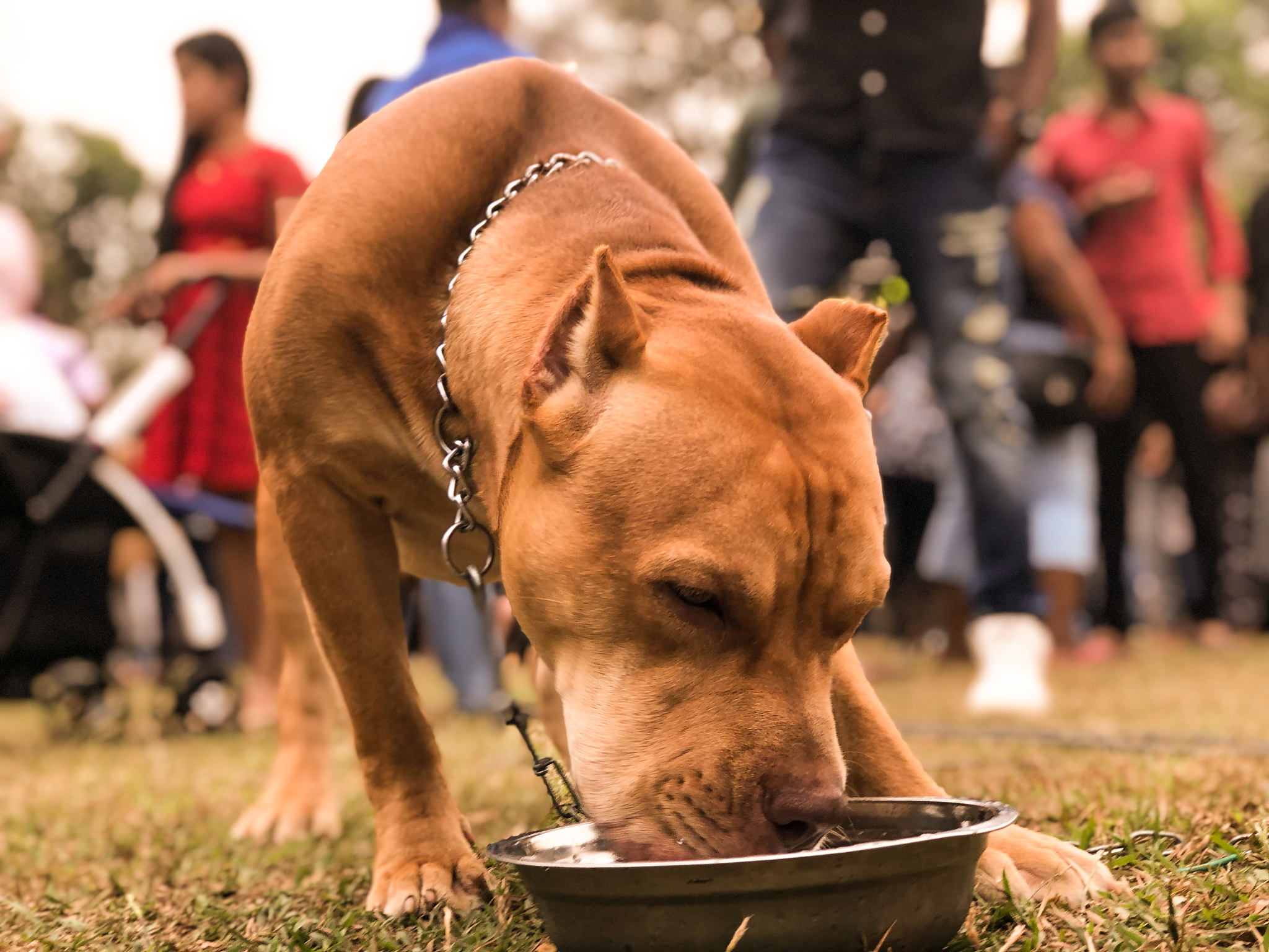 阿德梗的由来：从《狗十三》走红网络，成为表情包和文化符号