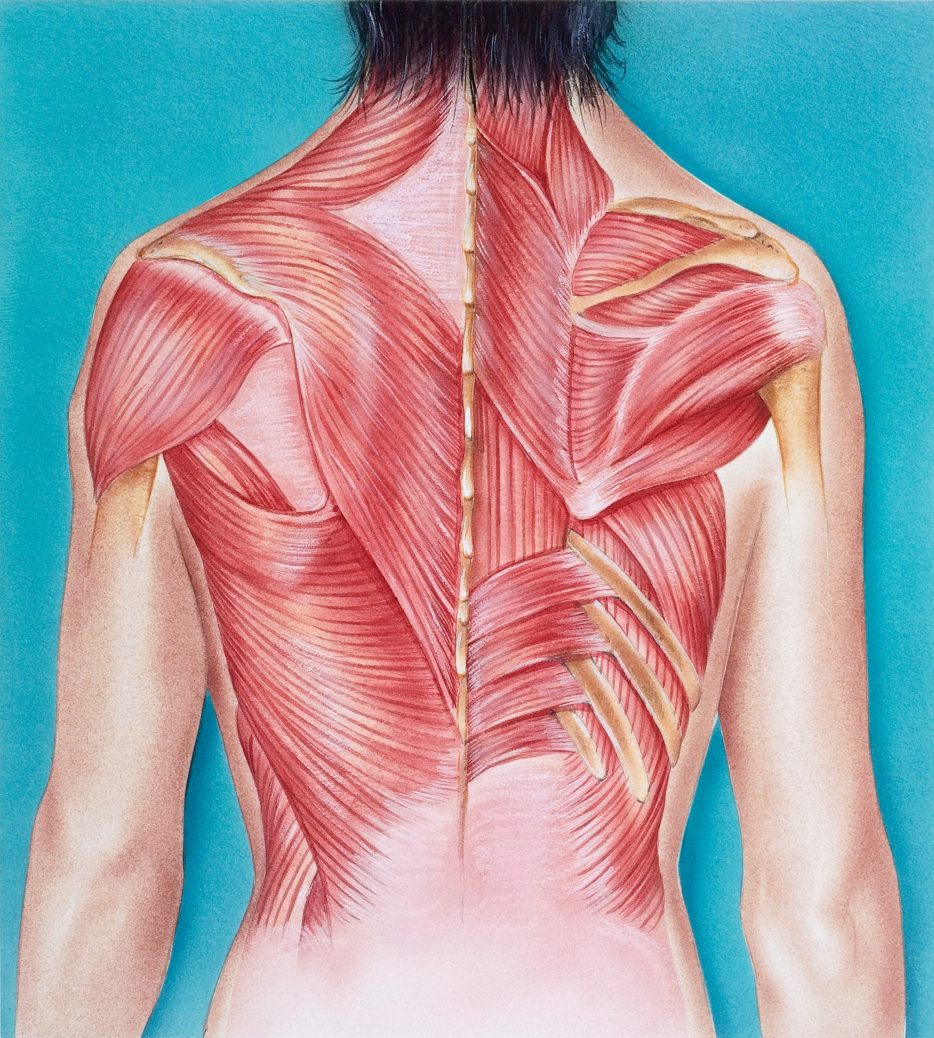 艺用解剖学 - 肩部、背部和腹股沟区域详解