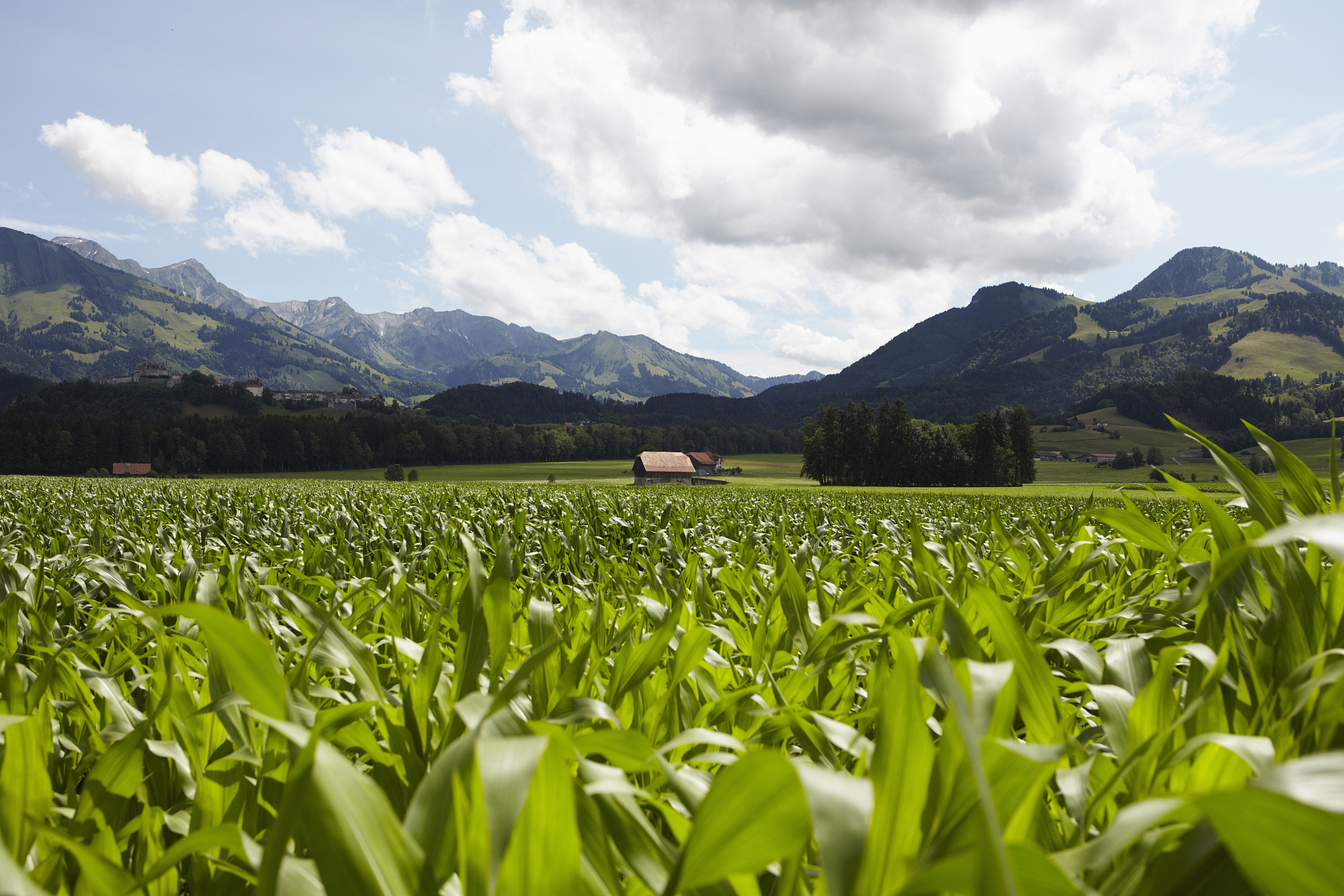 种植密度增加玉米田间饱和蒸气压差有怎样的变化