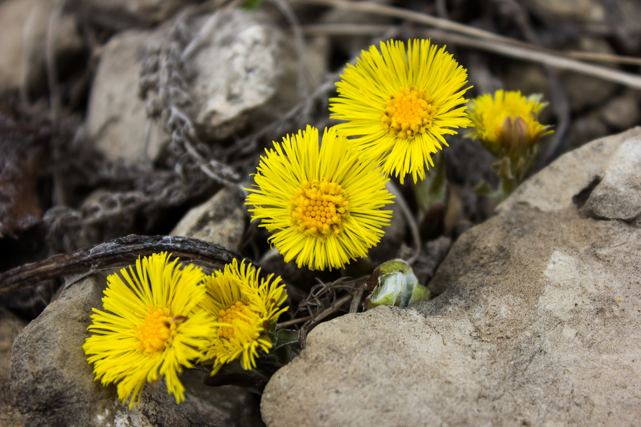 mother and stepmother flowers close-up. the first medicinal flow