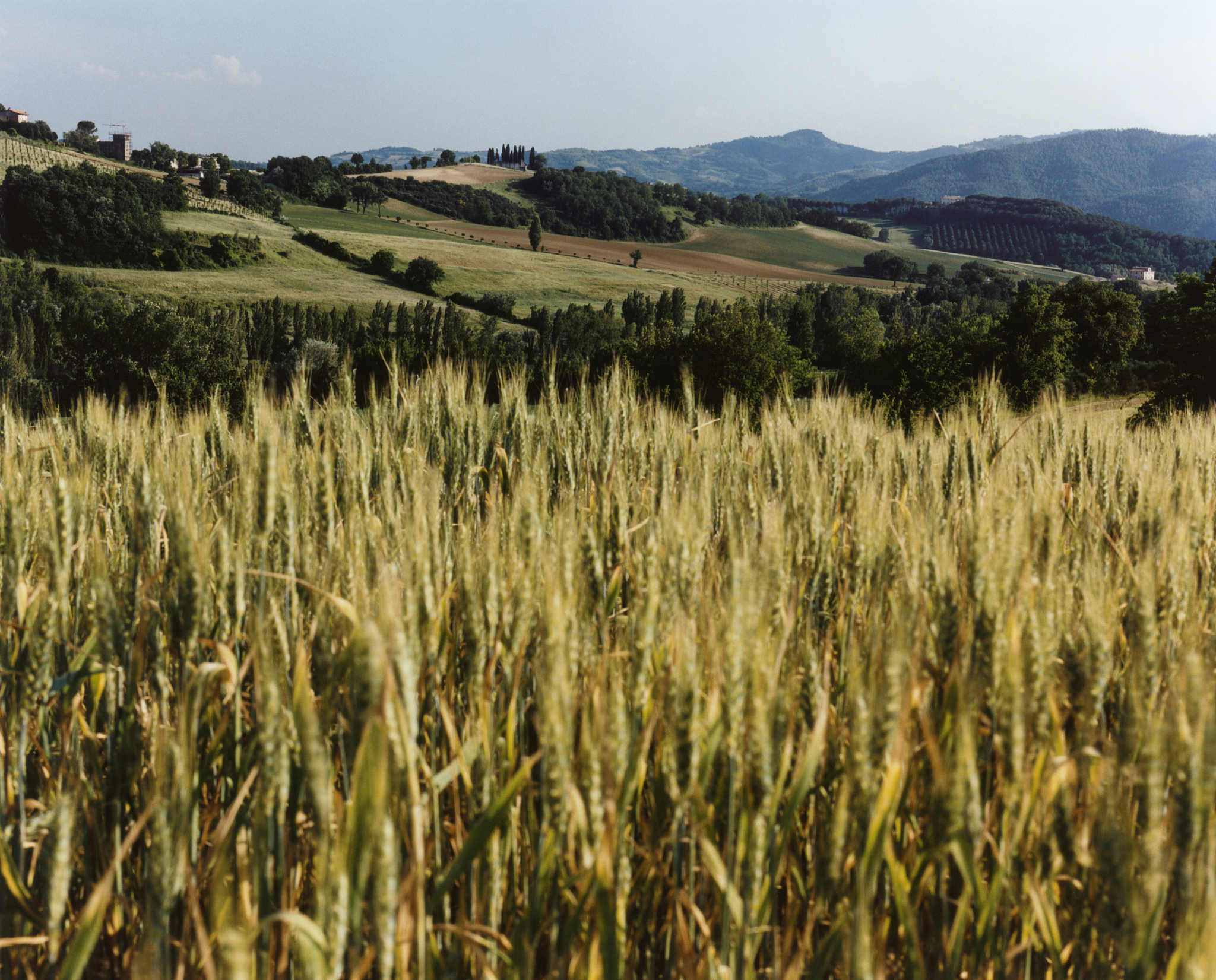 澳大利亚小麦带霜冻风险及抗霜品种的增产潜力