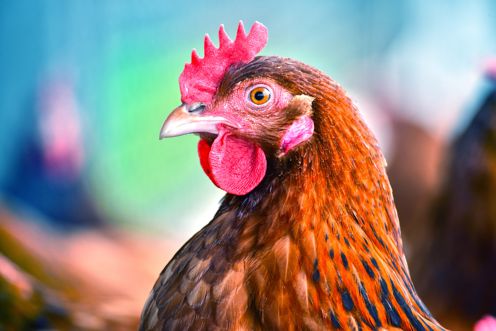 chickens on traditional free range poultry farm