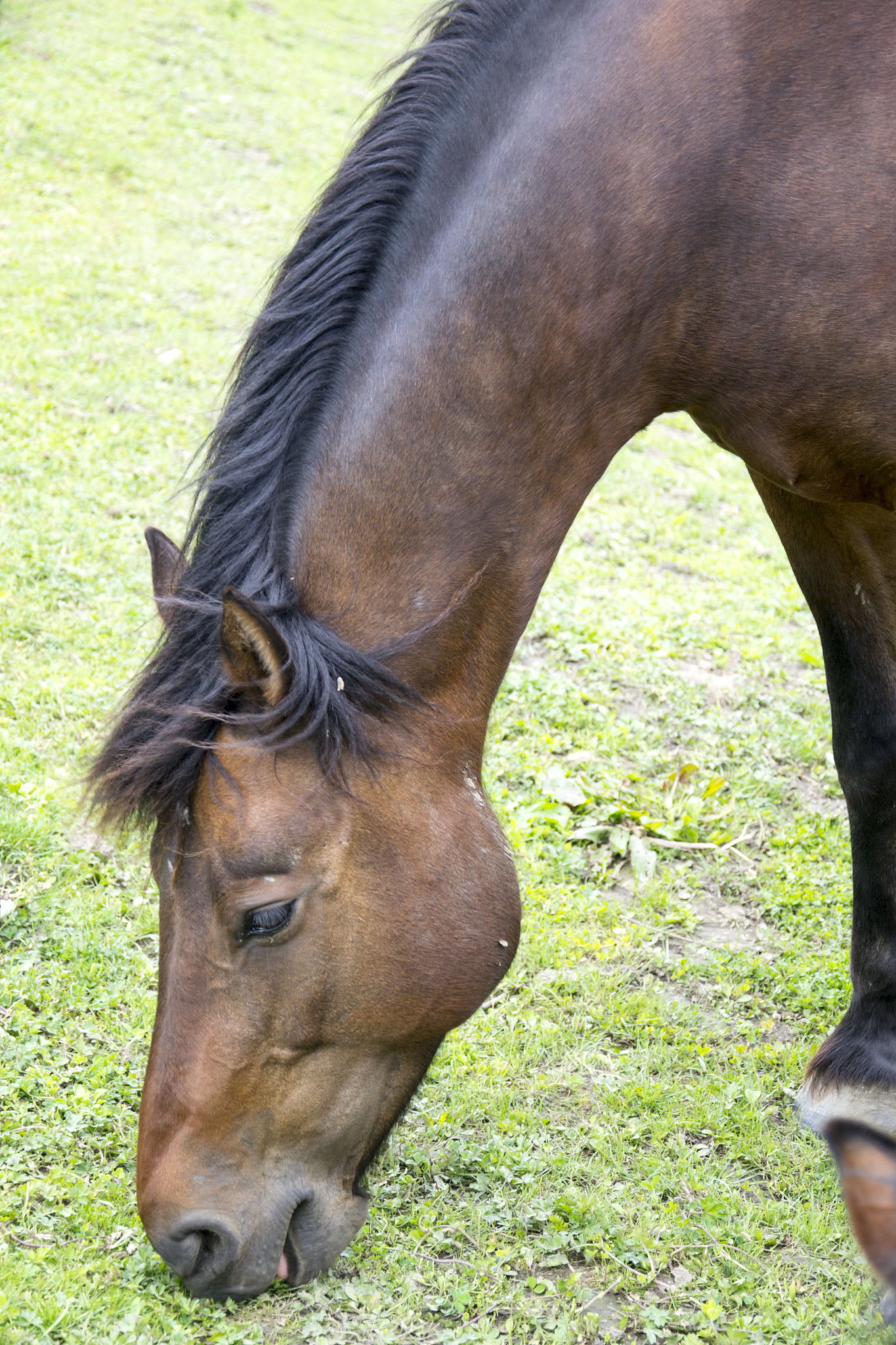 horse