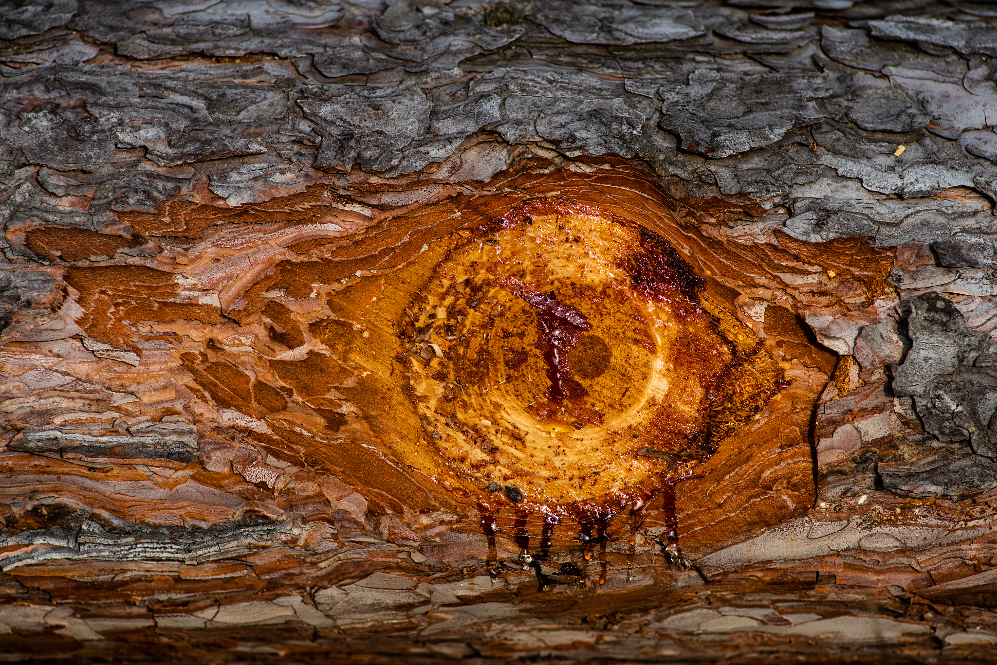 resin on a bark of a tree