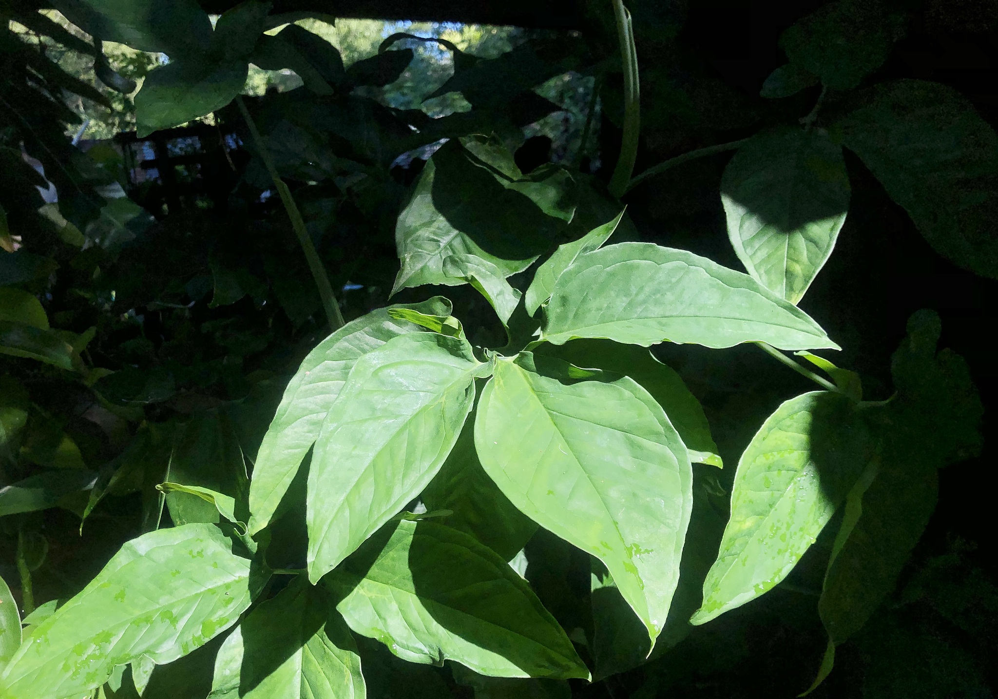 the sun shines on the green leaves.