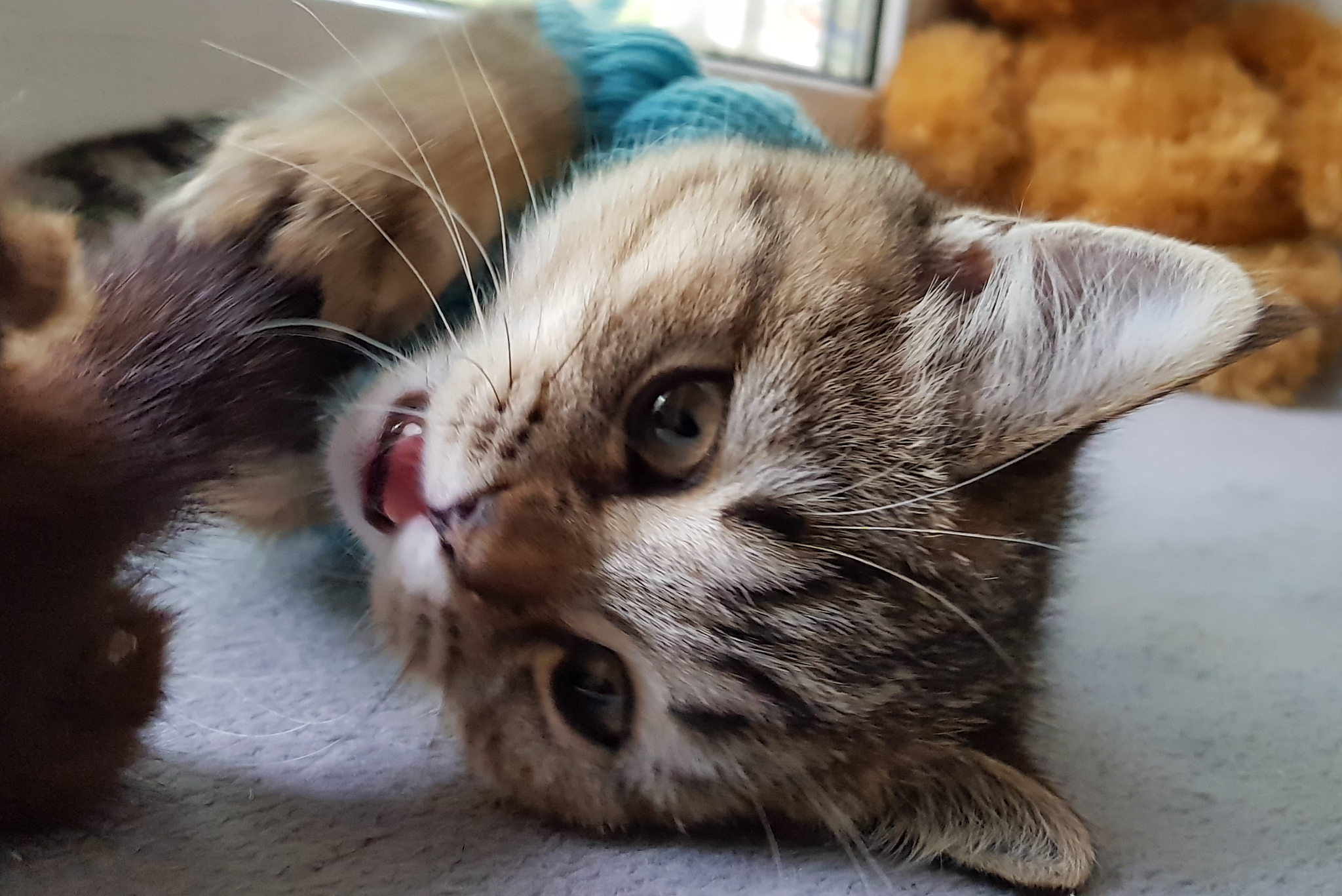 扮演一名宠物博主写篇800字因为早上出门忘记亲猫咪猫咪耍脾气了该怎么处理？的视频文案要有互动语句重新编写个标题