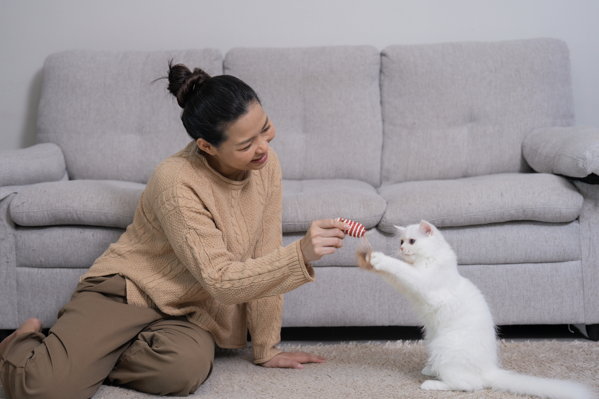 扮演一名宠物博主写篇800字养一只特别乖的猫是什么体验？的视频文案要有互动语句重新编写个标题