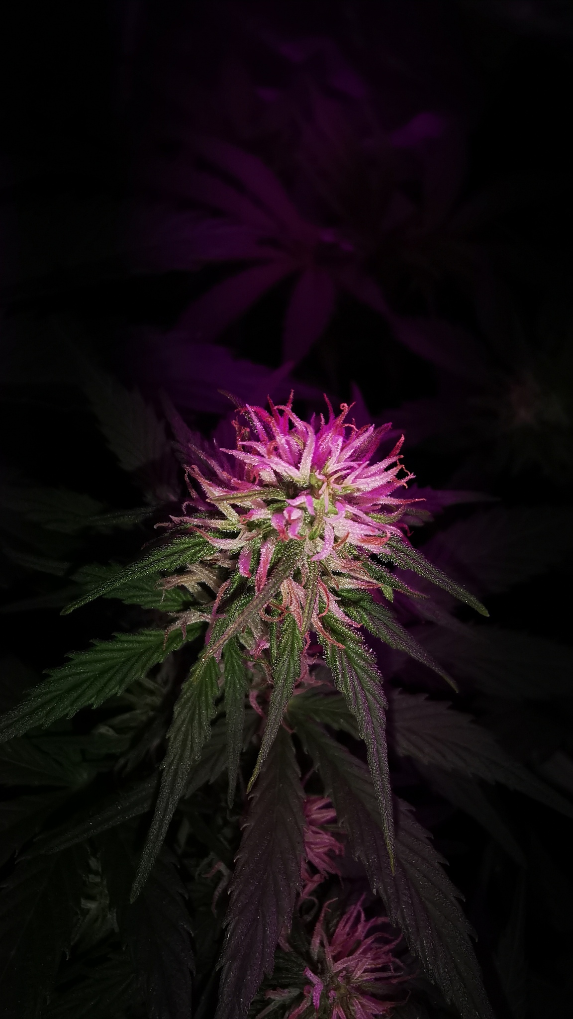 植物灯设计说明：打造理想的室内植物生长环境