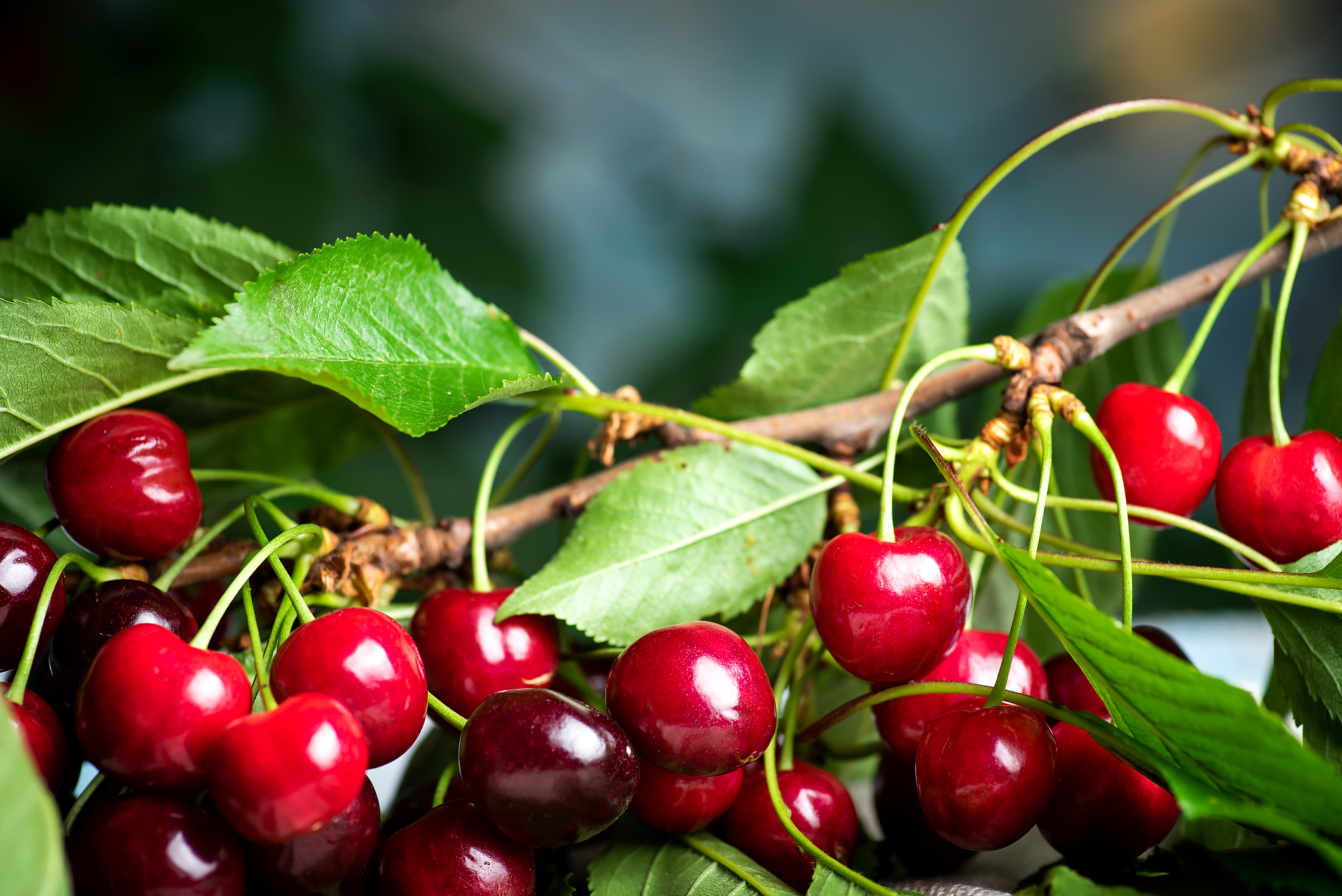 cherry fruit branch closeup