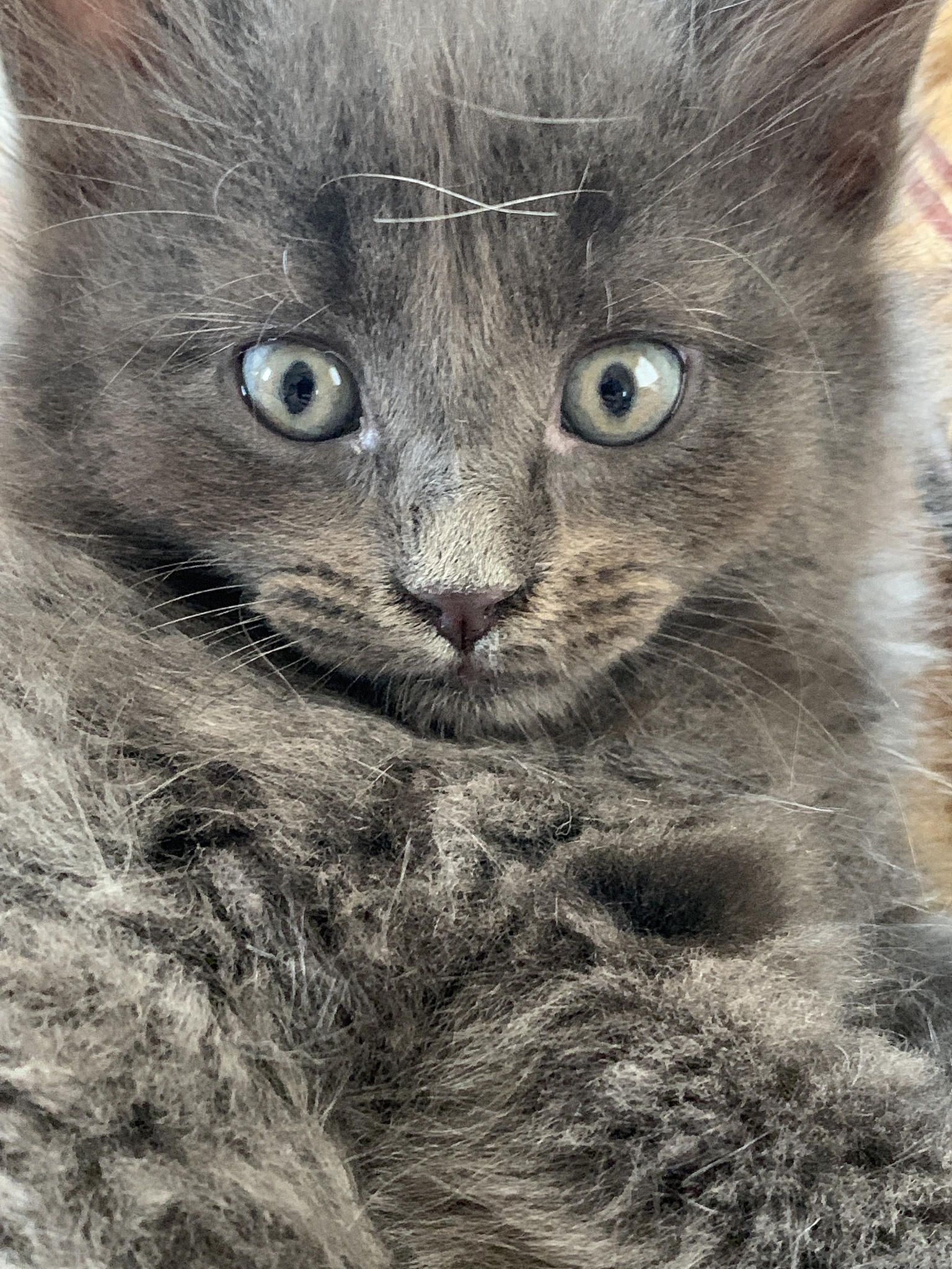 好奇心,<strong>猫</strong>,灰色,可爱的,肖像,眼睛,哺乳纲,猫科动物,一只动物,小的