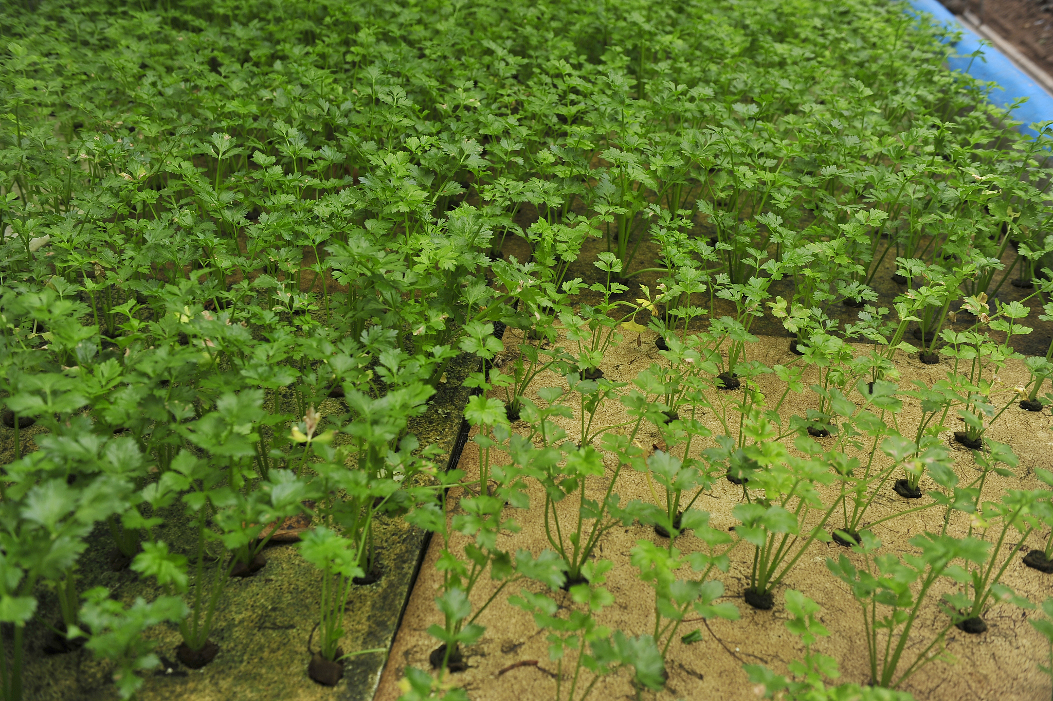soilless cultivation of greenhouse lettuce