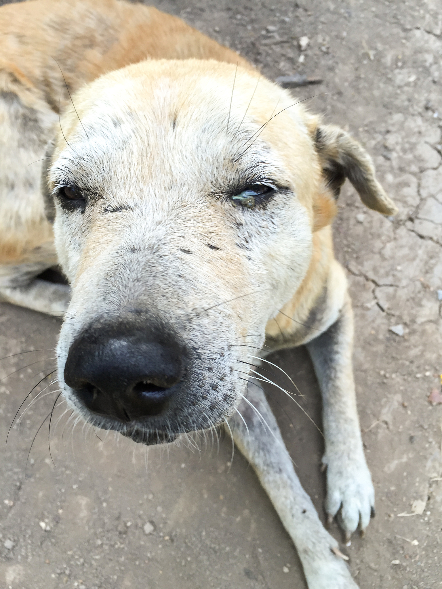 狗狗口吐白沫怎么办？原因分析及应对措施