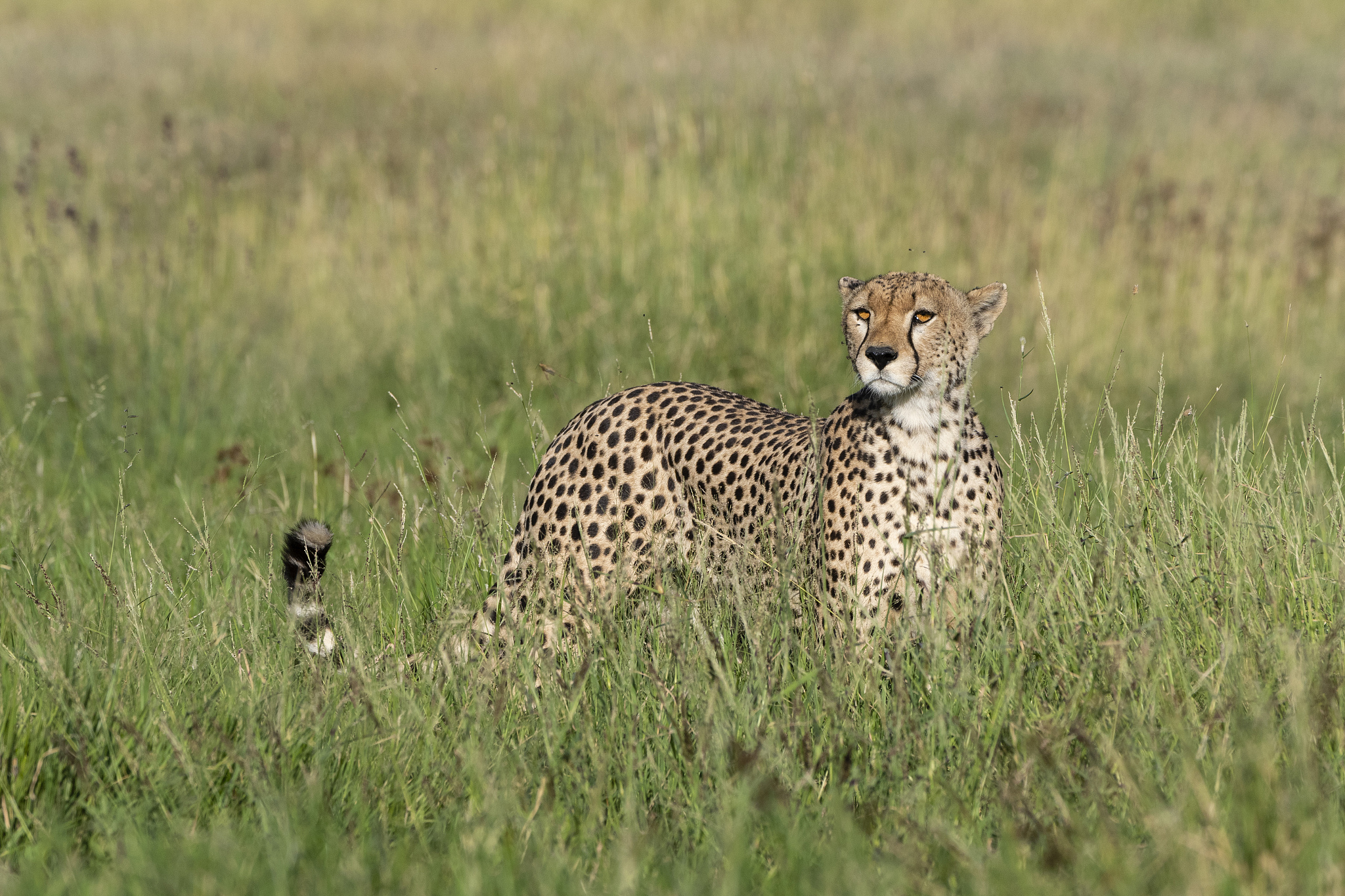 进行地区某个物种资源调查时应该针对性找这一种还是都要找