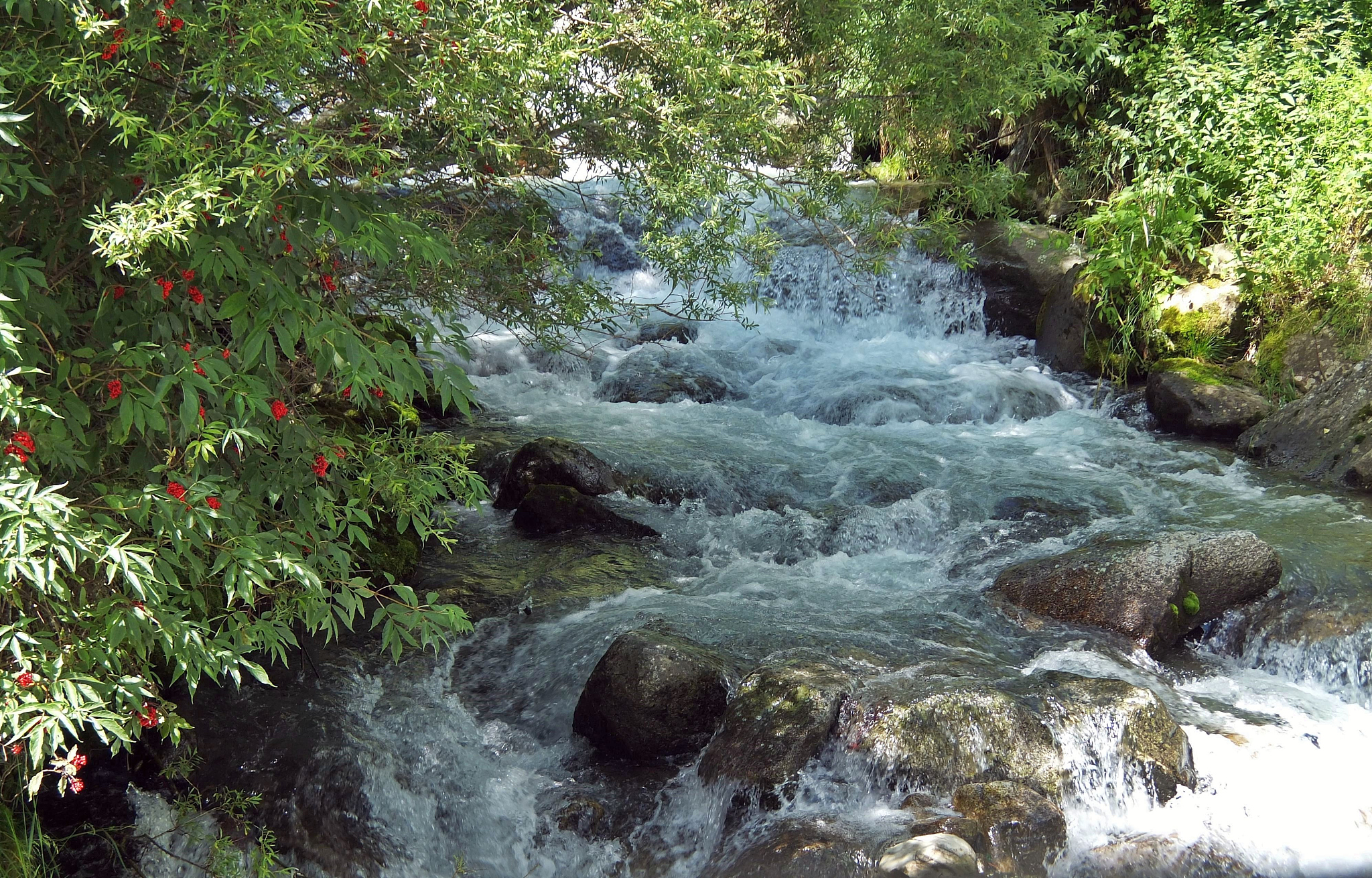torrent