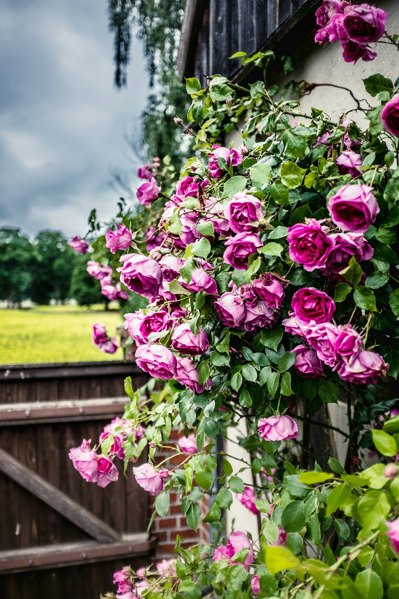 雨后的清晨院子里绿油油的有紫薇月季三角梅也有自己种的葱有蜗牛有狗空气非常清新真想以地为床睡个回笼觉。用五言律诗描述一下。要押韵
