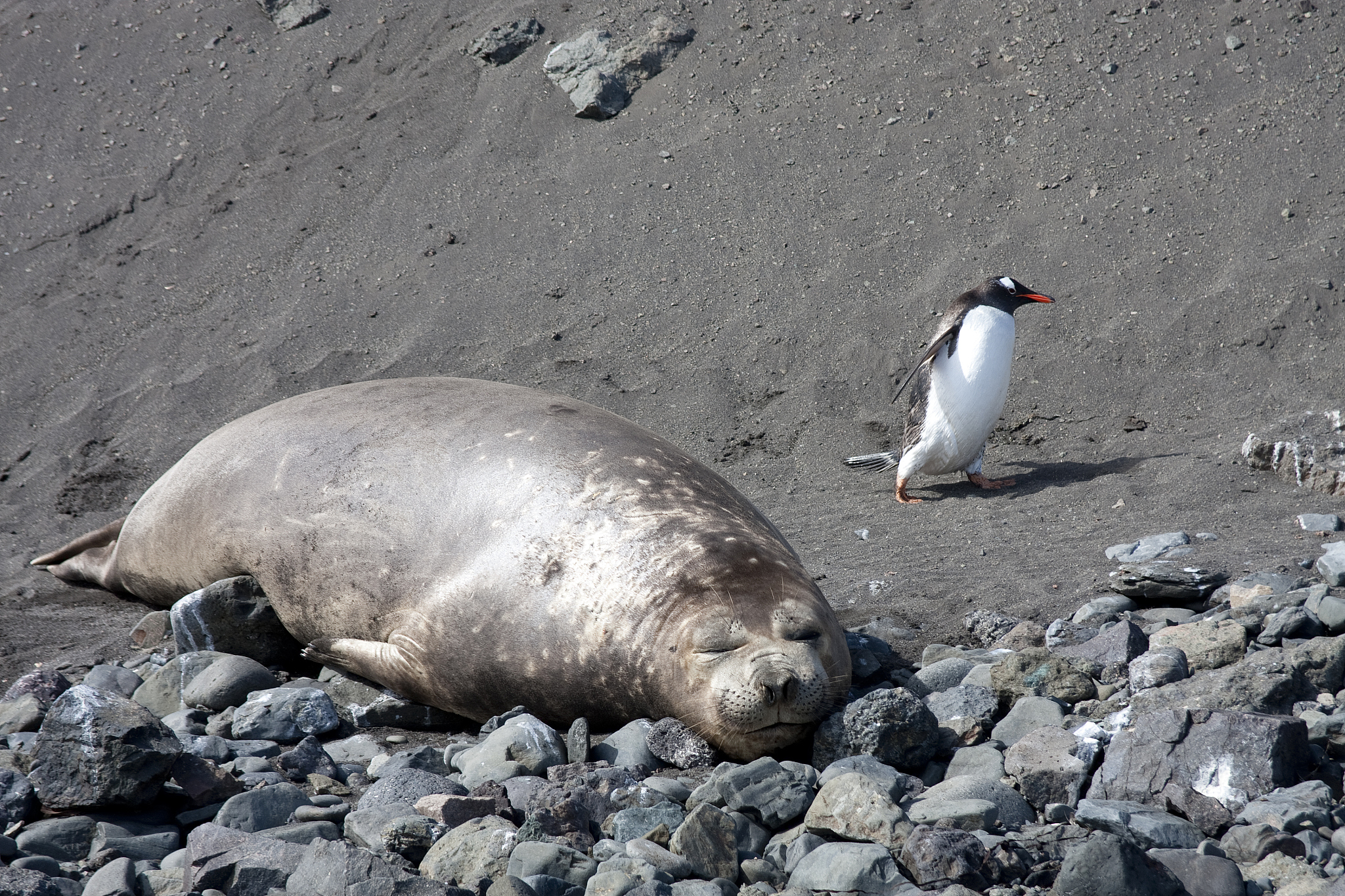 乌拉圭东部海岸大量企鹅死亡：警示海洋生态危机