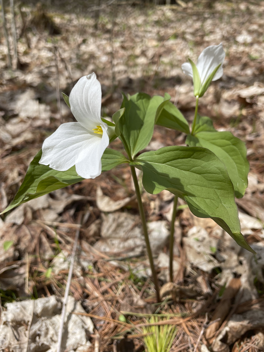 改写桔梗 Platycodon grandiflorum 始载于《神农本草经》味微辛、苦性平归肺经。目前通过化学成分以及药理研究发现100多种化合物具有止咳平喘、抗炎4、抗肿瘤5、降血脂、调节血糖6、抗氧化7、保肝8、抗肺损伤、免疫调节、抗肥胖等药理作用9。但是目前针对桔梗治疗脓毒症的研究较少未能全面揭示桔梗治疗脓毒症的机制。网络药理学是中医药领域研究药物治疗疾病作用机制的一个重要工具其被广泛应用