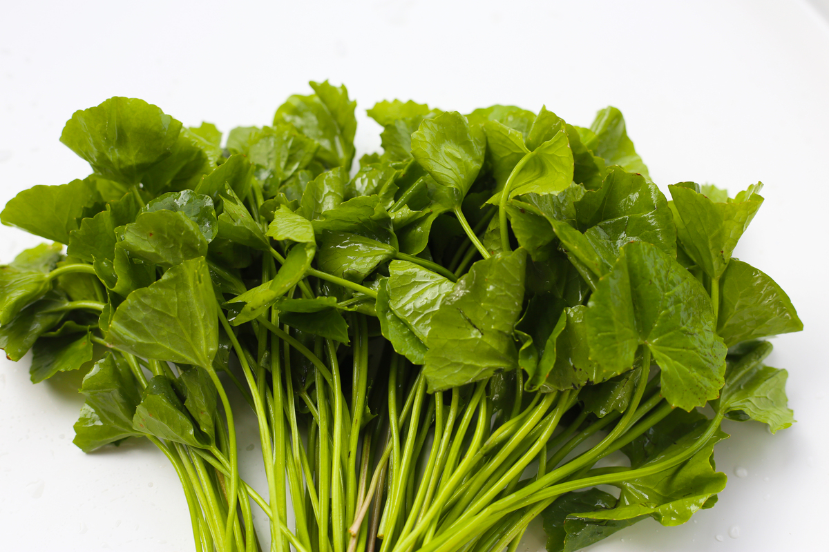 蔊菜和苋菜：两种常见的苋科蔬菜，你分得清吗？