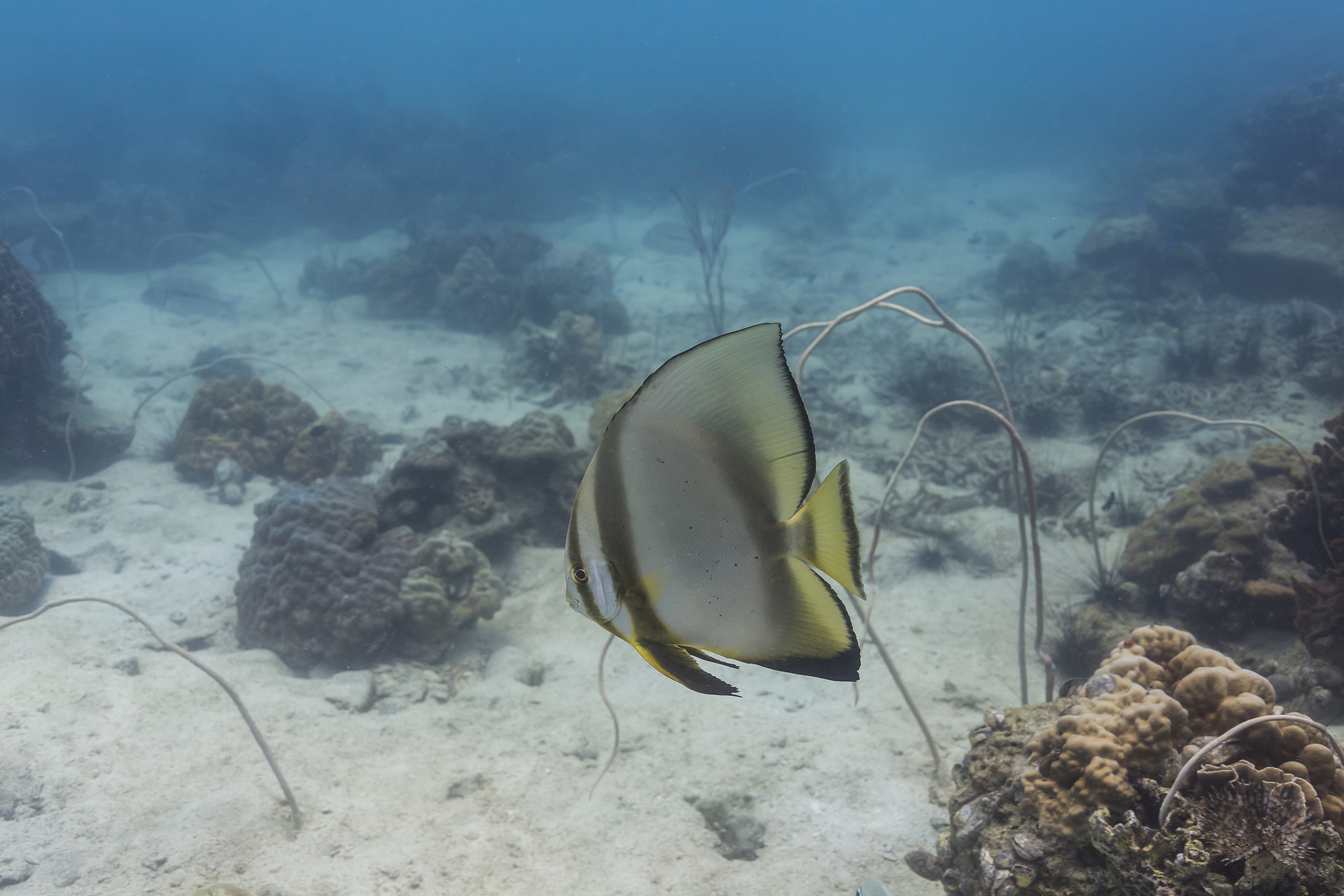 如何在 Windows .bat 文件中启动软件