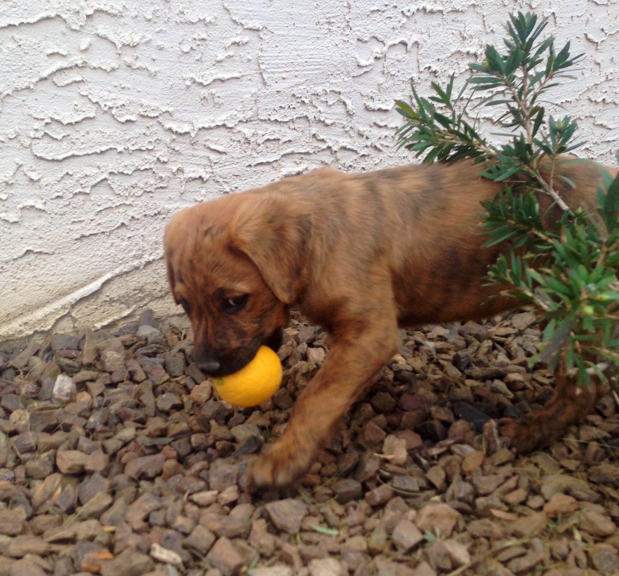 狗狗吐黄泡泡怎么办？原因、治疗和预防