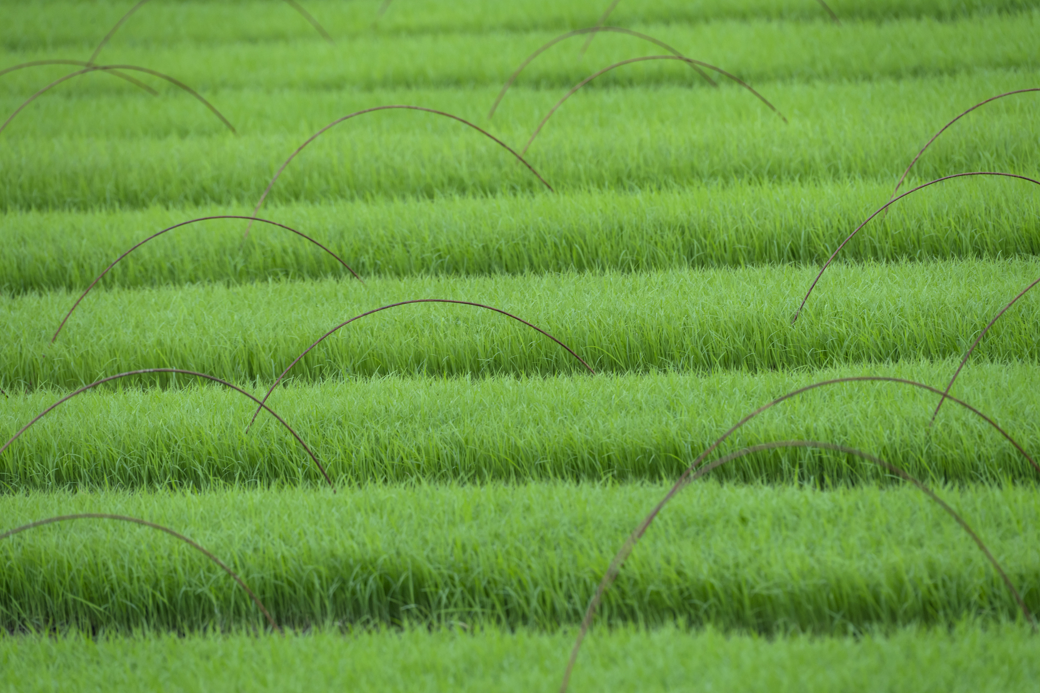 Rice期刊研究范围和稿件类型