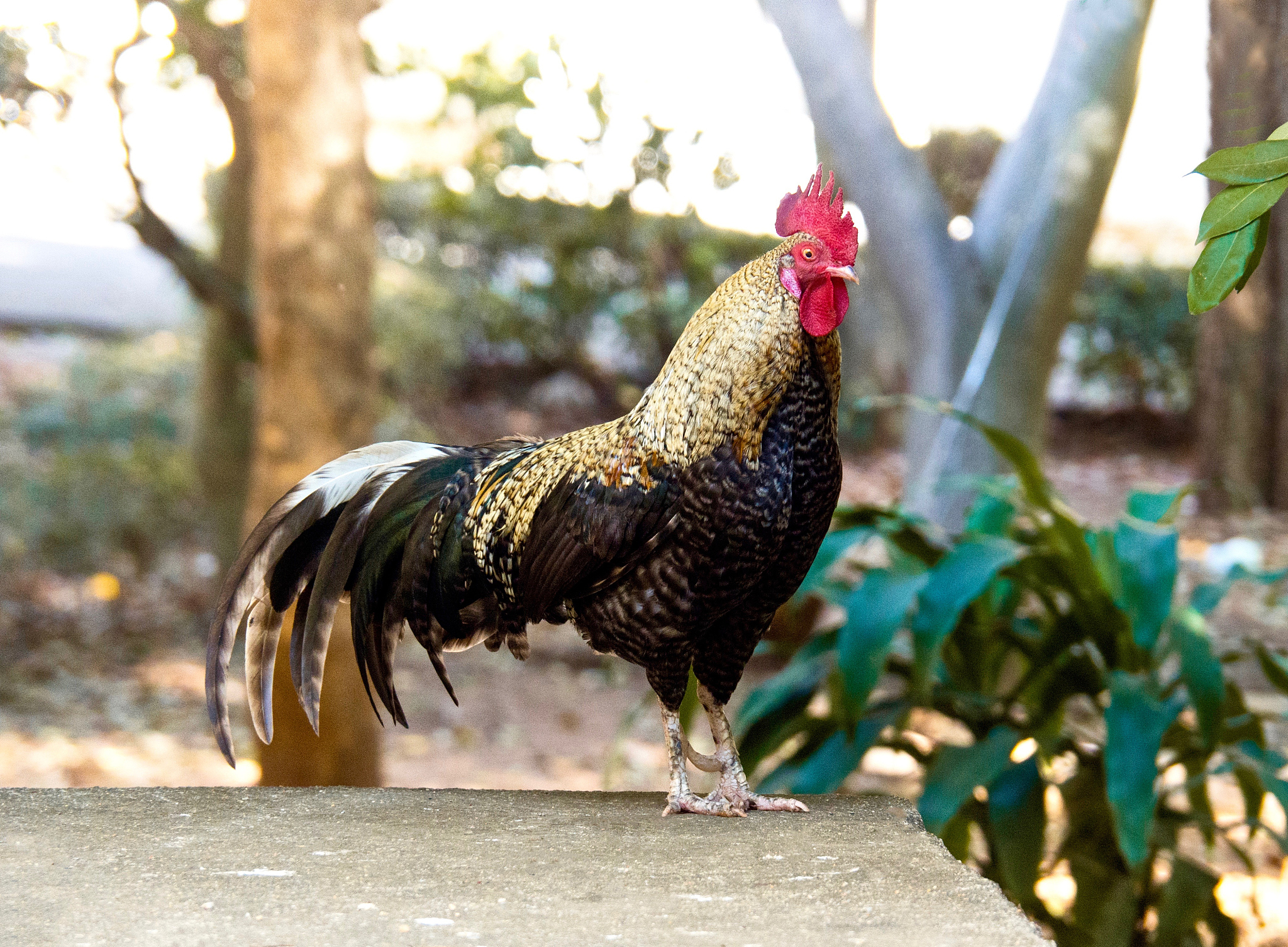 beautiful chicken standing on cement floor
