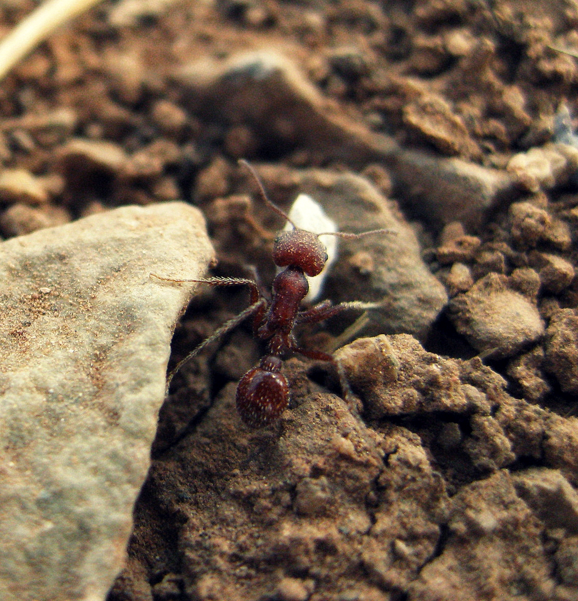 蚂蚁移动速度有多快？揭秘影响因素和惊人速度