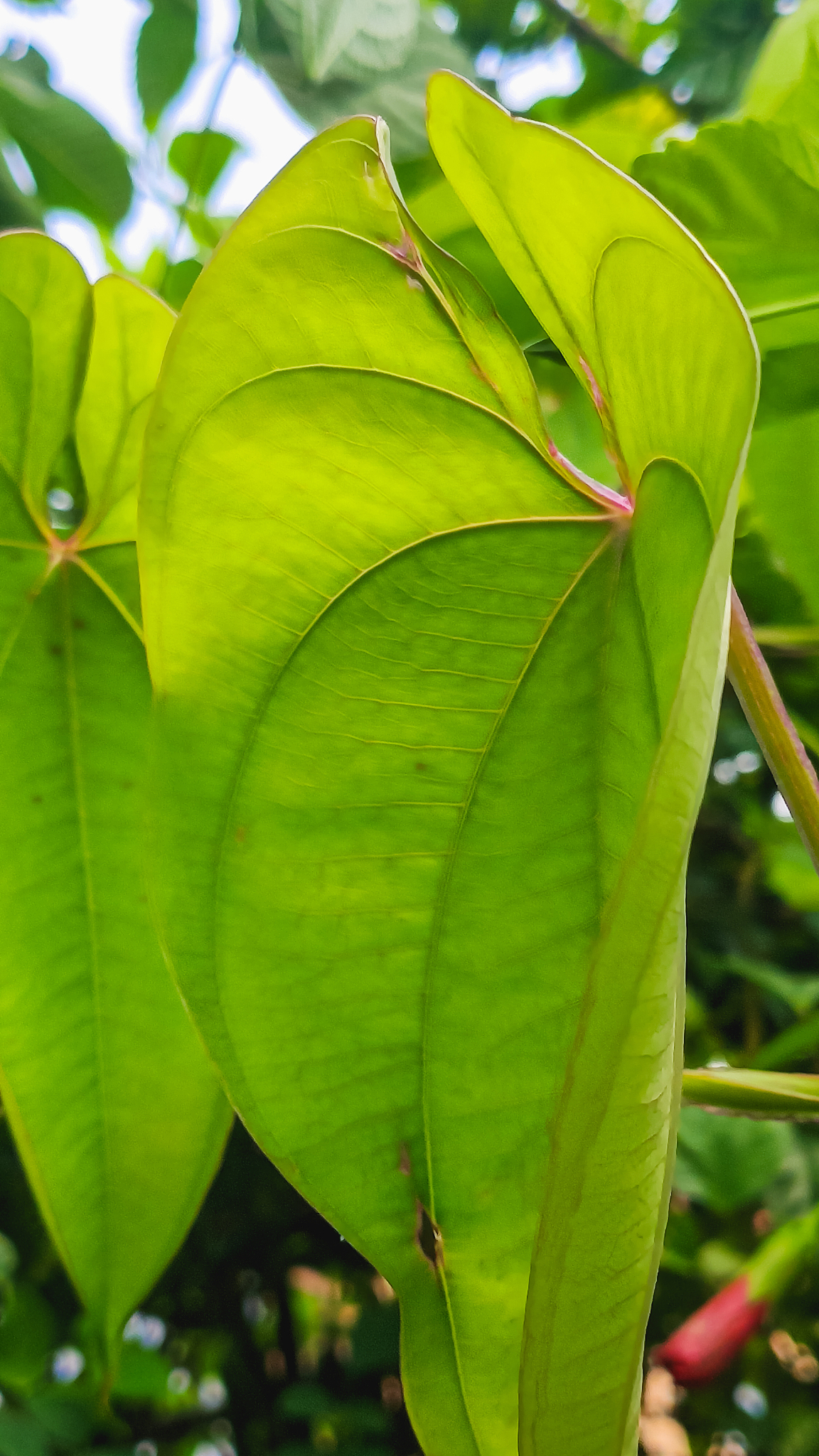 fresh green leafs of flower plant