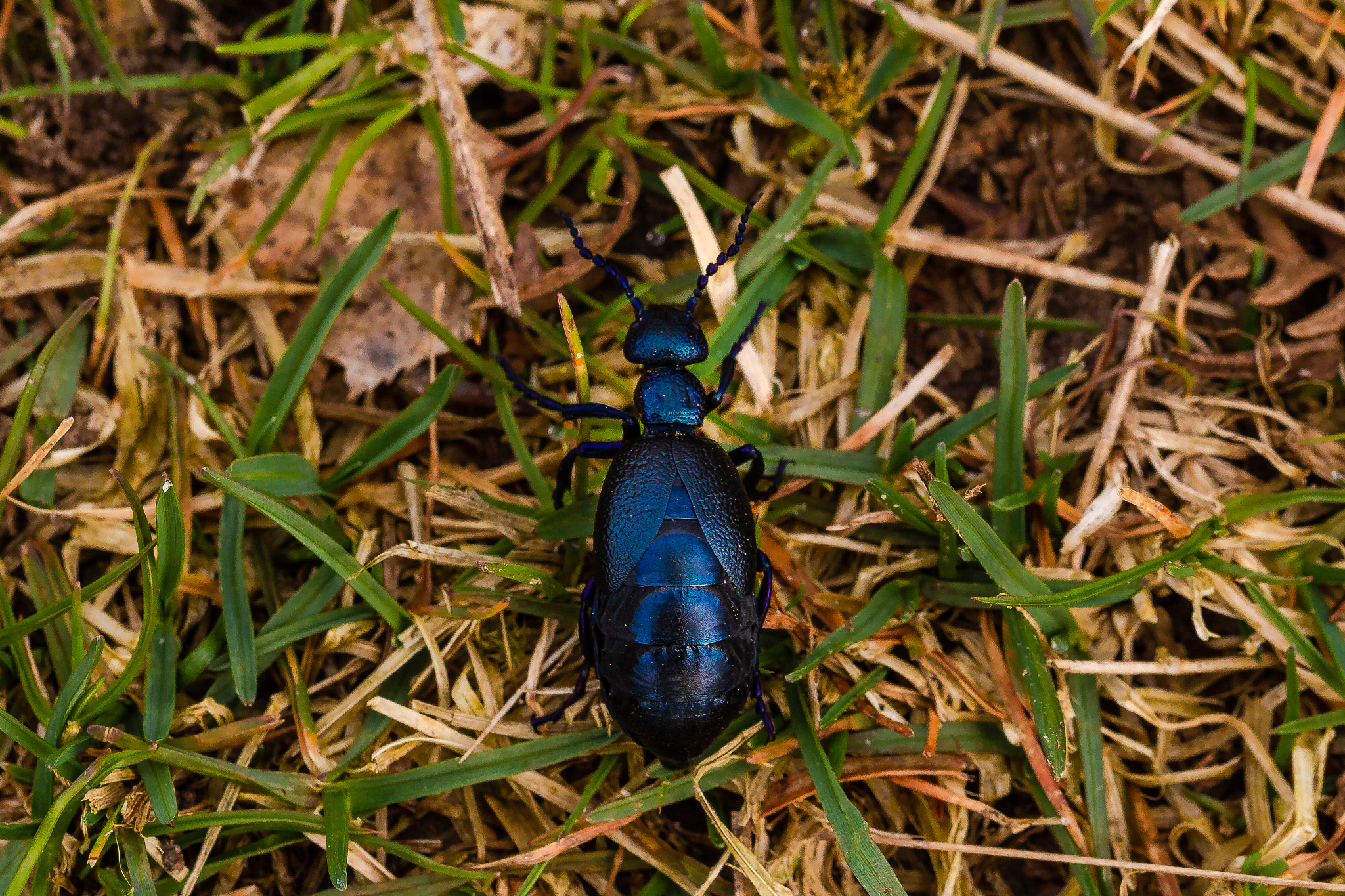 please generate news summary from httpsvarietycom2023filmnewsblue-beetle-trailer-dc-comics-xolo-mariduena-1235320113