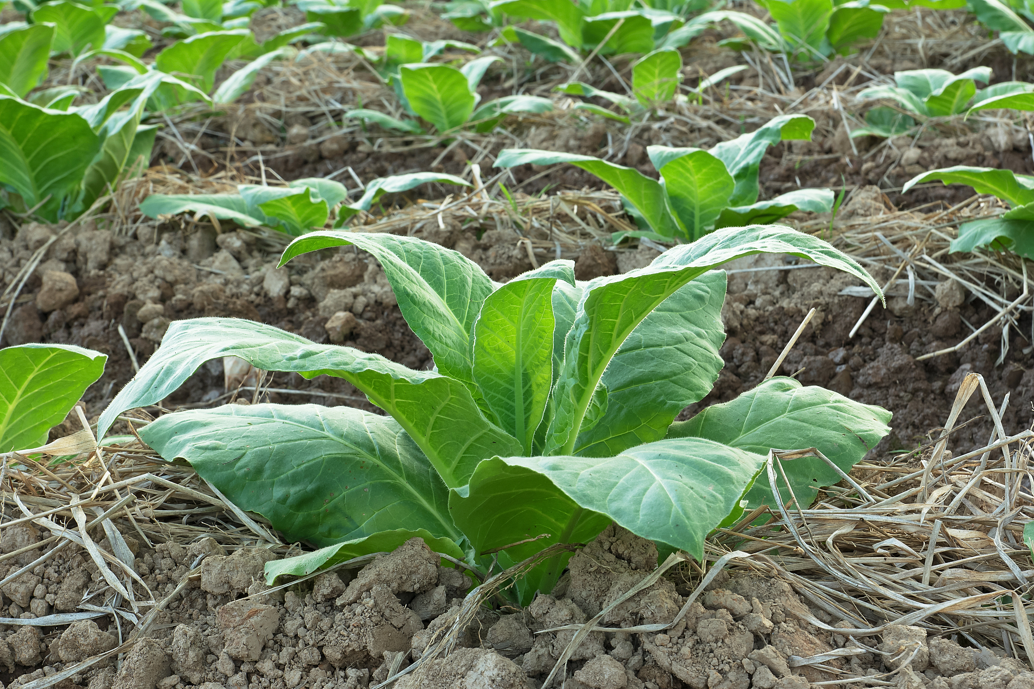 能不能防治烟草炭疽病