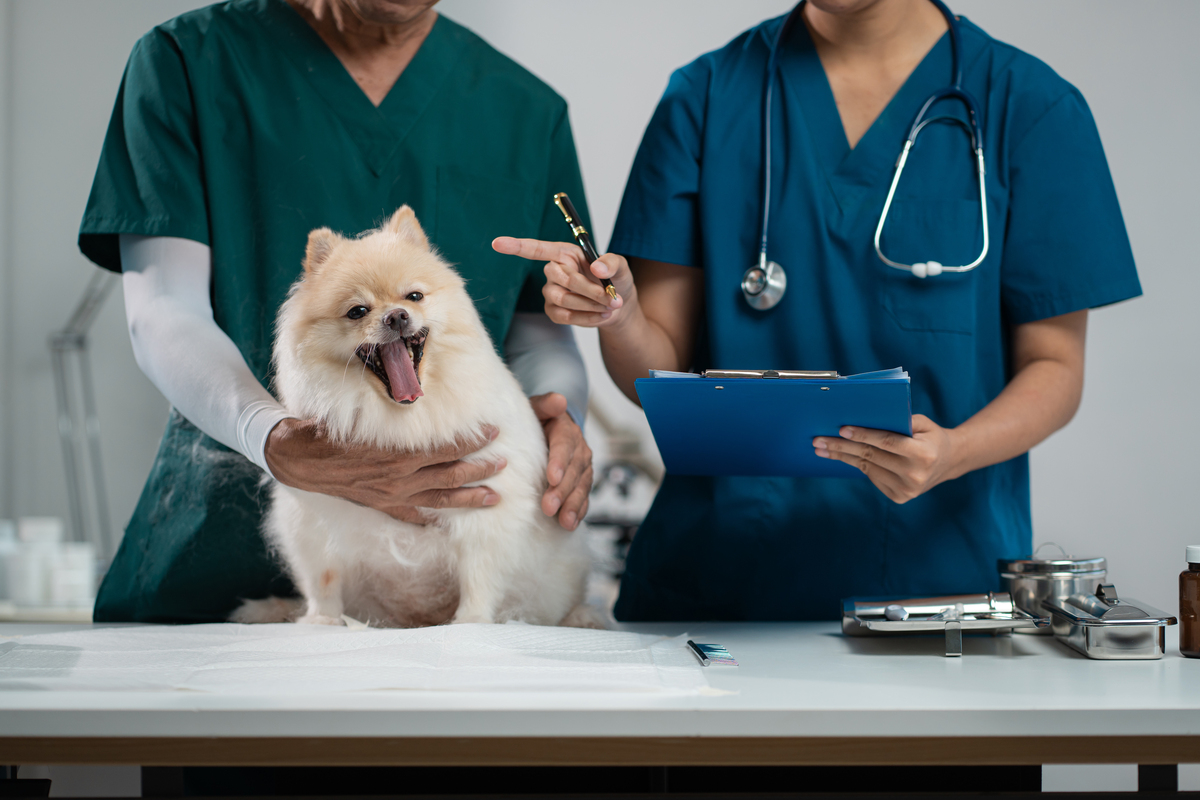 动物传染病：让我更了解动物健康和未来职业发展的课程