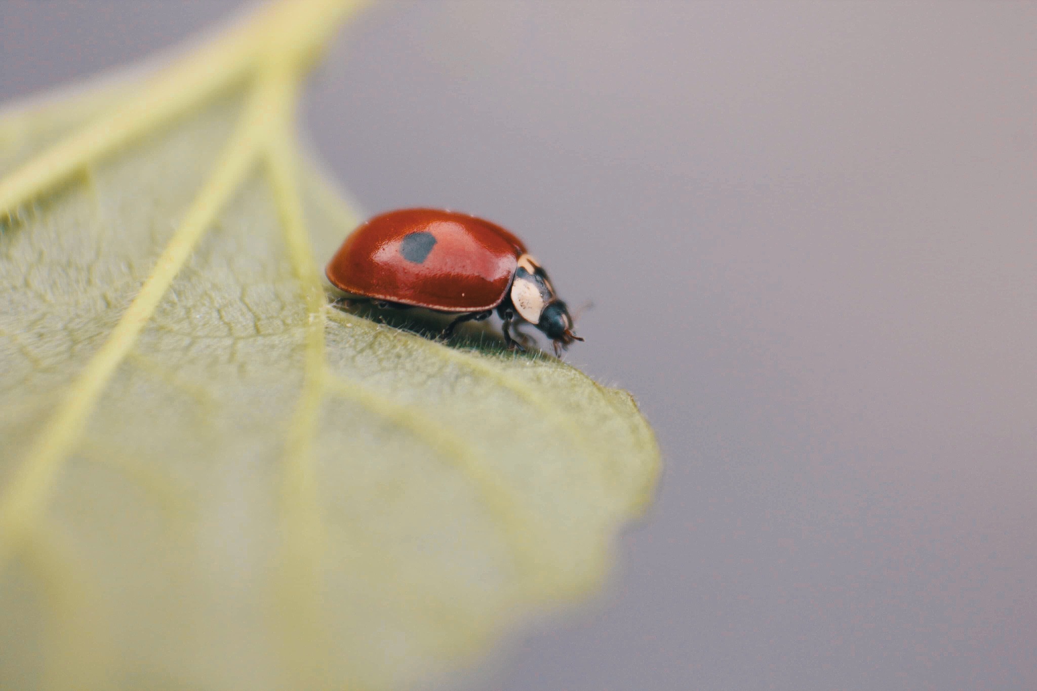 close-up of ladybug on leaf