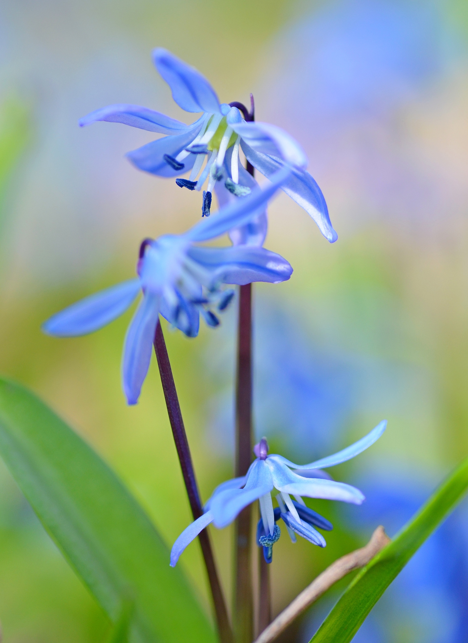 delicate flowers scilla siberica bloom in the forest, harbingers