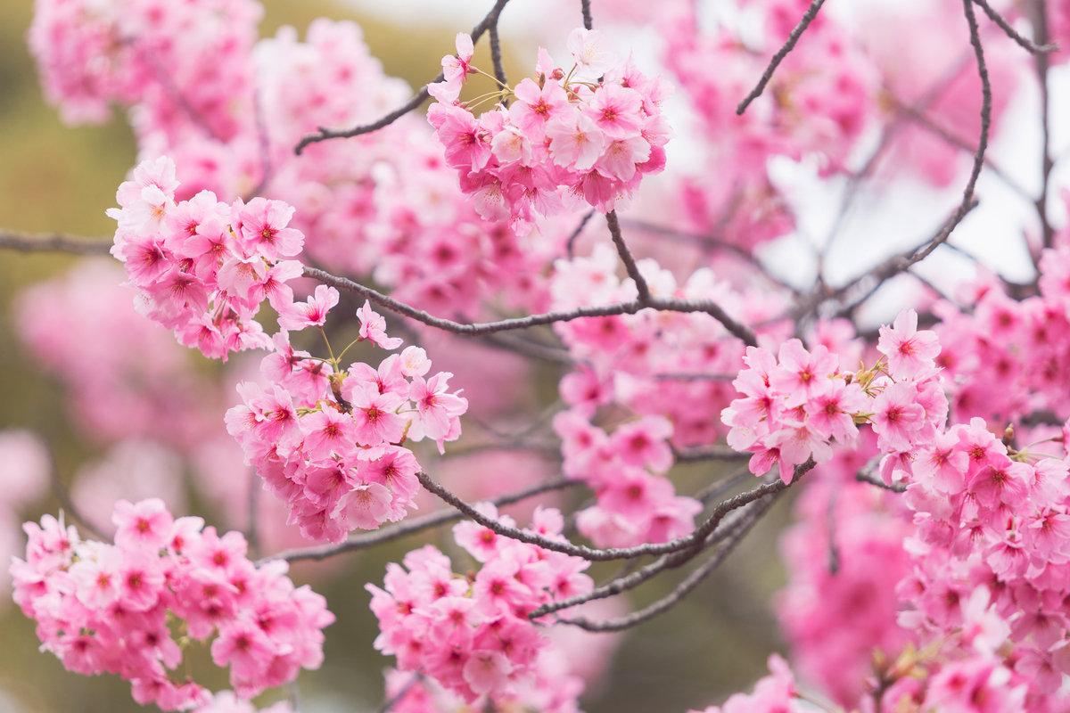 春天桃花盛开美景：粉嫩花瓣如云，少女般摇曳生姿