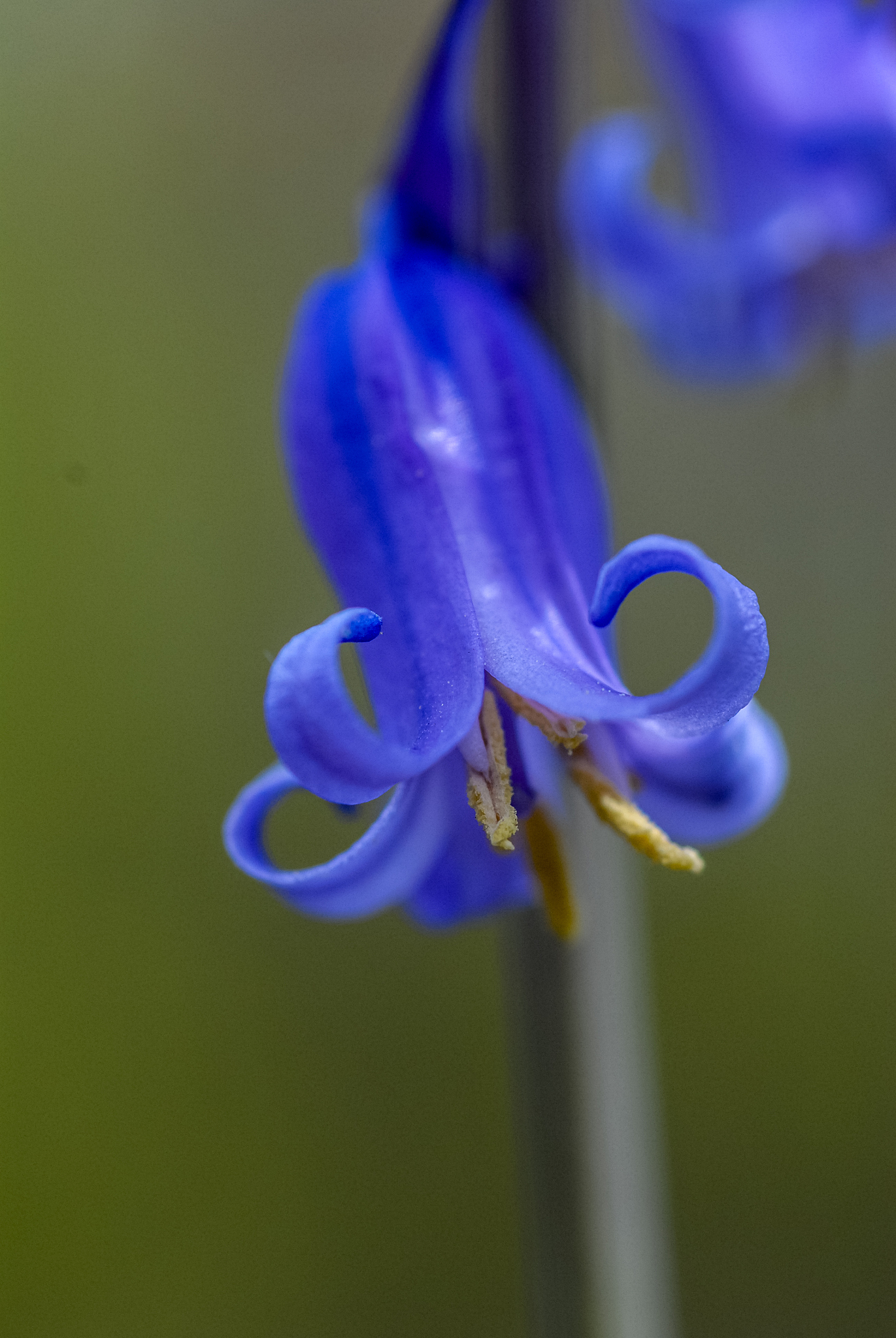 summer flowers