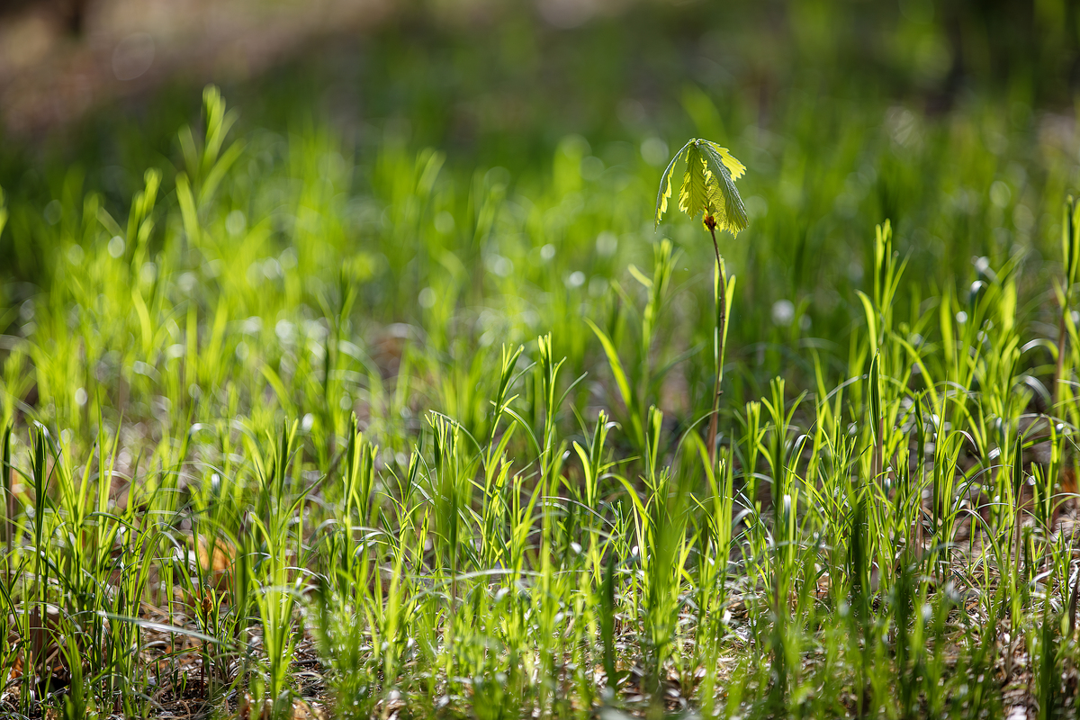 春天来了，小草探出头来像春天的眉毛！