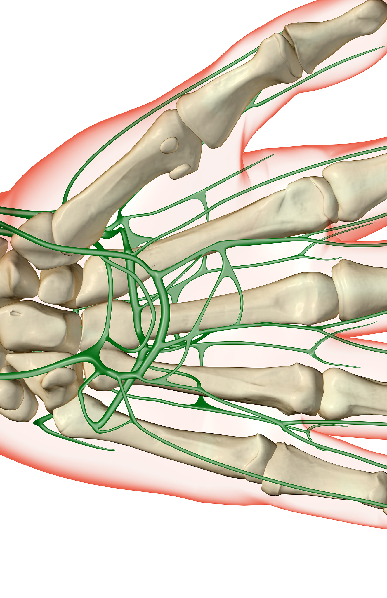 腋动脉的分支有哪些？详细解析