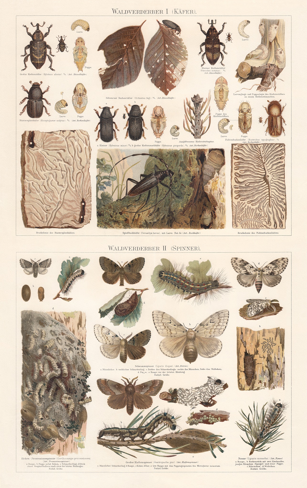 ENTOMOLOGIA EXPERIMENTALIS ET APPLICATA: 国际昆虫学期刊