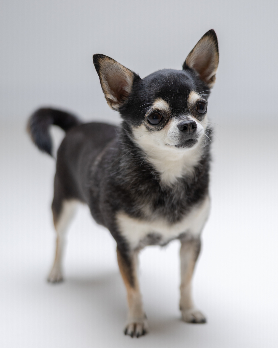 宠物狗：种类、性格和养护指南