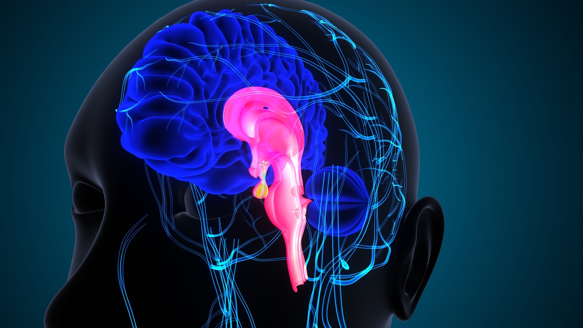 胼胝体：连接左右大脑半球的桥梁