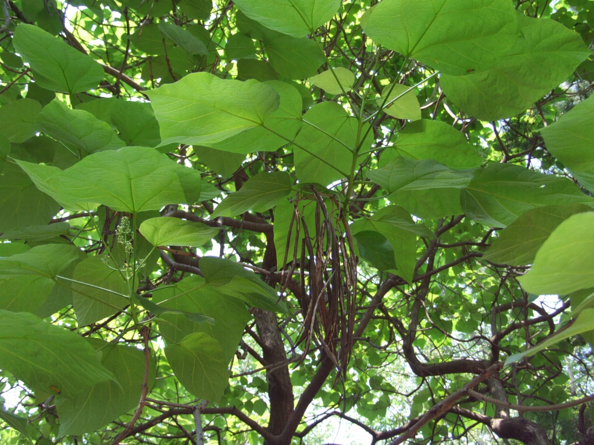 泡桐树为玄参科Scrophulariaceae泡桐属Paulownia的树种。属于落叶乔木初步统计我国共九个种和两个变种除东北北部、内蒙古、新疆北部、西藏等地区外全国均有分布栽培或野生有些地区正在引种。白花泡桐在越南、老挝也有分布有些种类已在世界各大洲许多国家引种栽培主要用其木材。我国具有完整的泡桐属植物种群这为选育良种实现泡桐生产良种化提供了有利条件。泡桐树皮灰色、褐色或黑色。幼树树皮光滑但皮孔