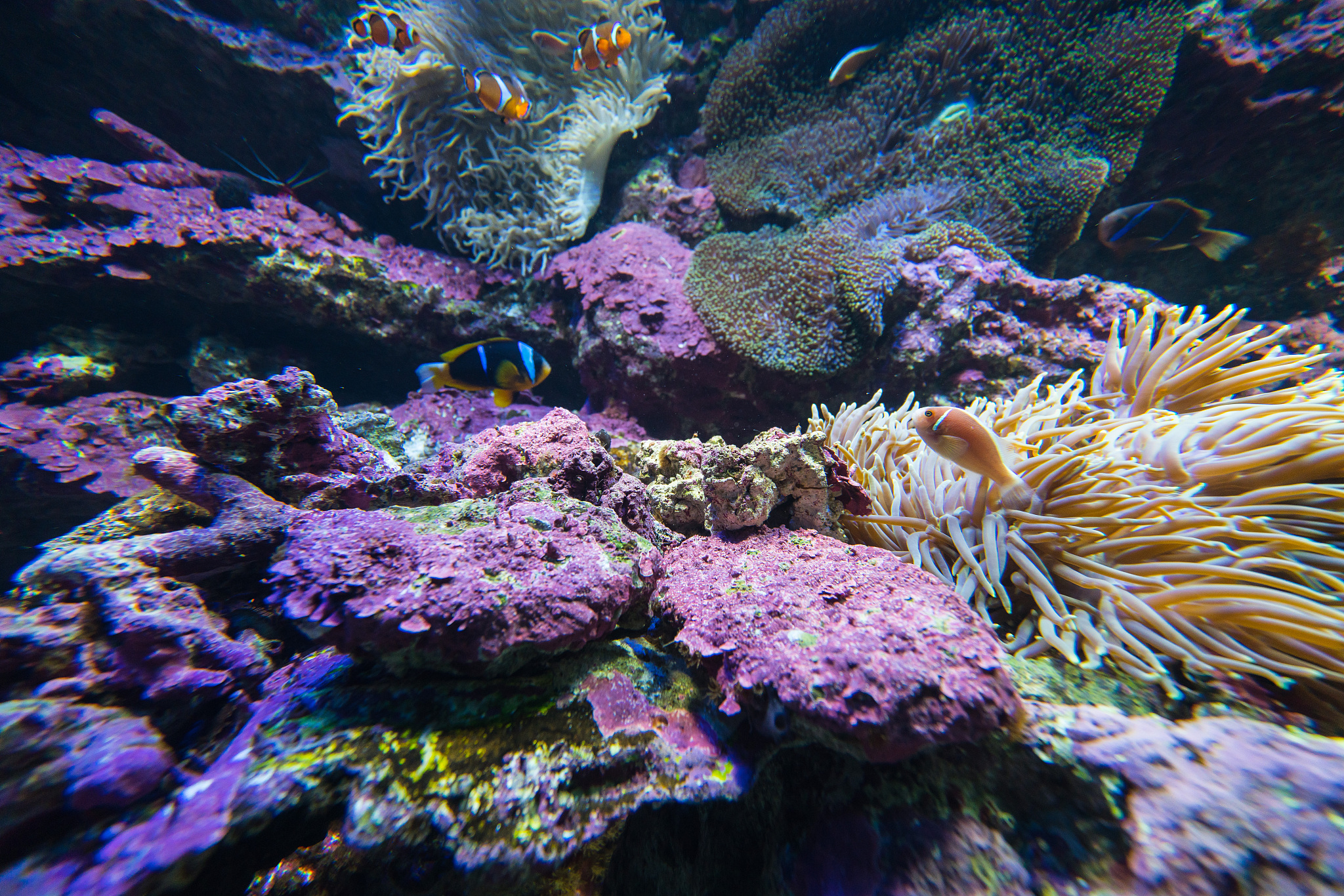 珊瑚是生物吗？揭秘珊瑚的奇妙世界