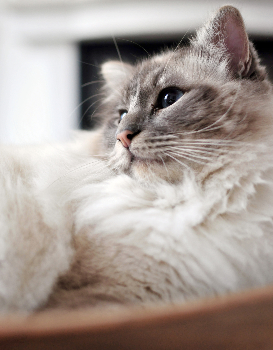 猫咪焦躁症症状图片