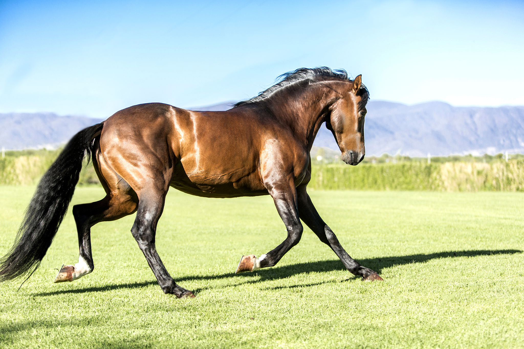 thoroughbred wild horse, running free in the field