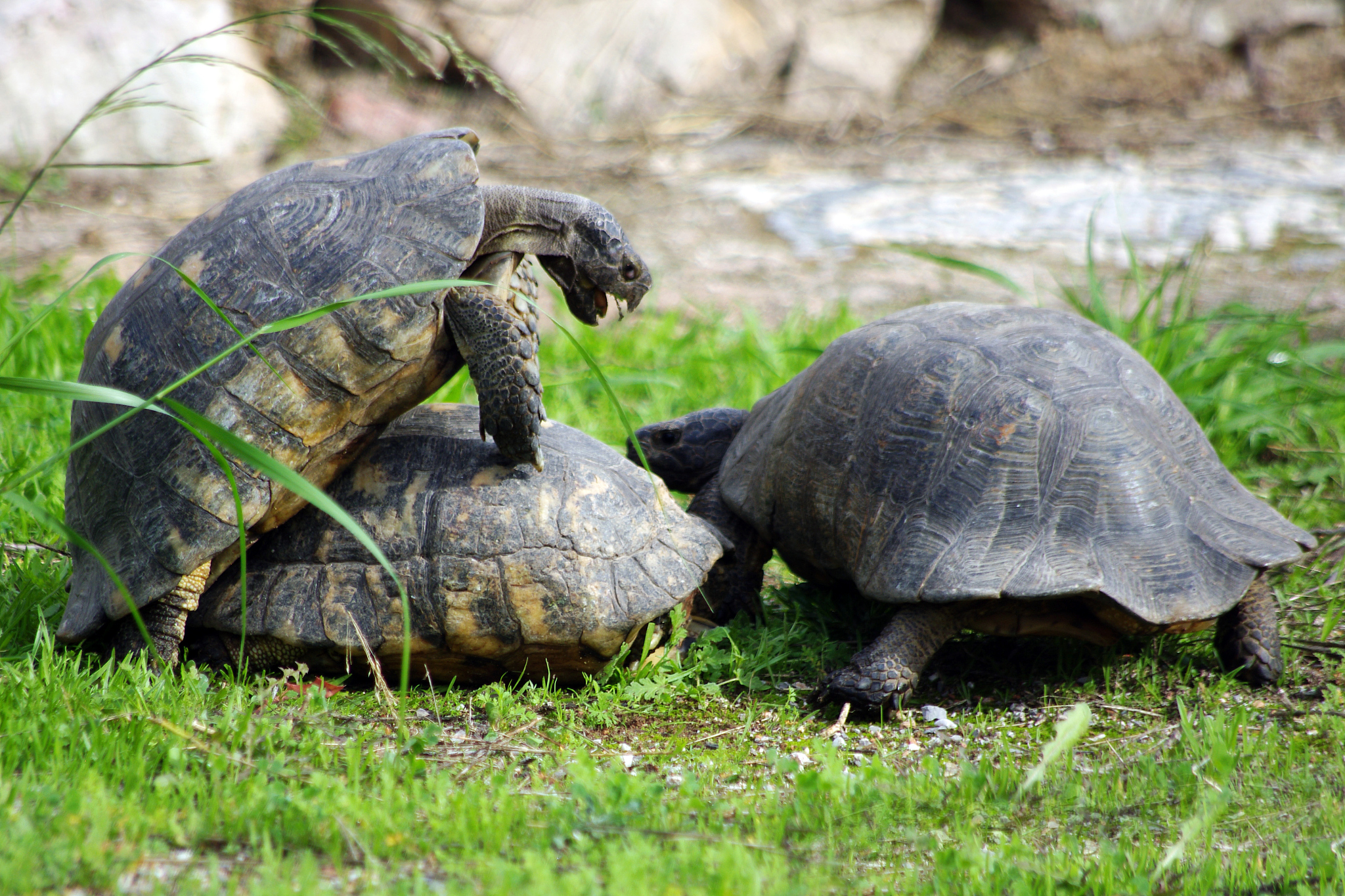 turtles