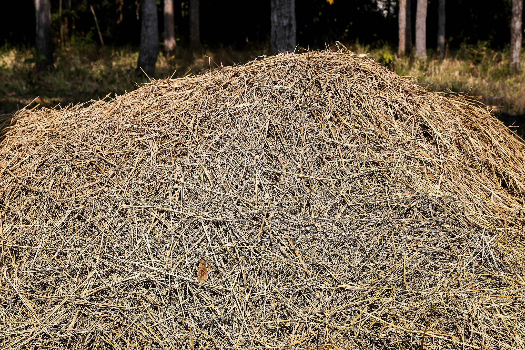 连带性农产品有哪些回答加拓展。